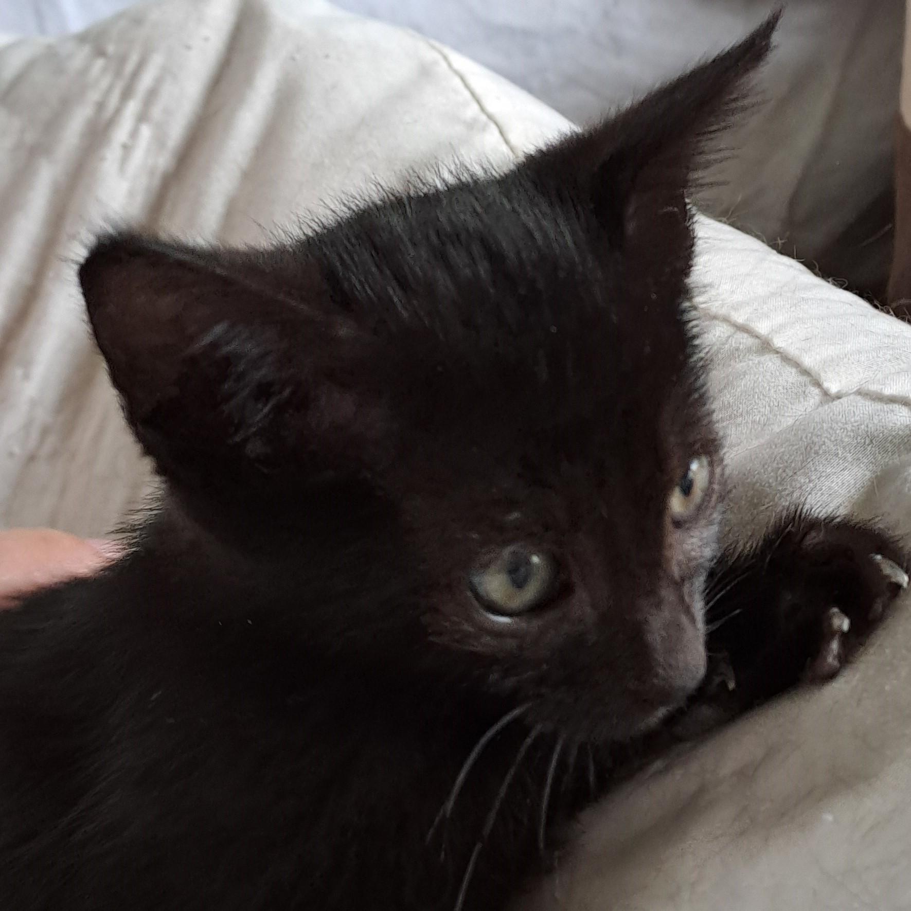 Cyllene, an adopted mixed breed in Port Wentworth, GA image 2/4