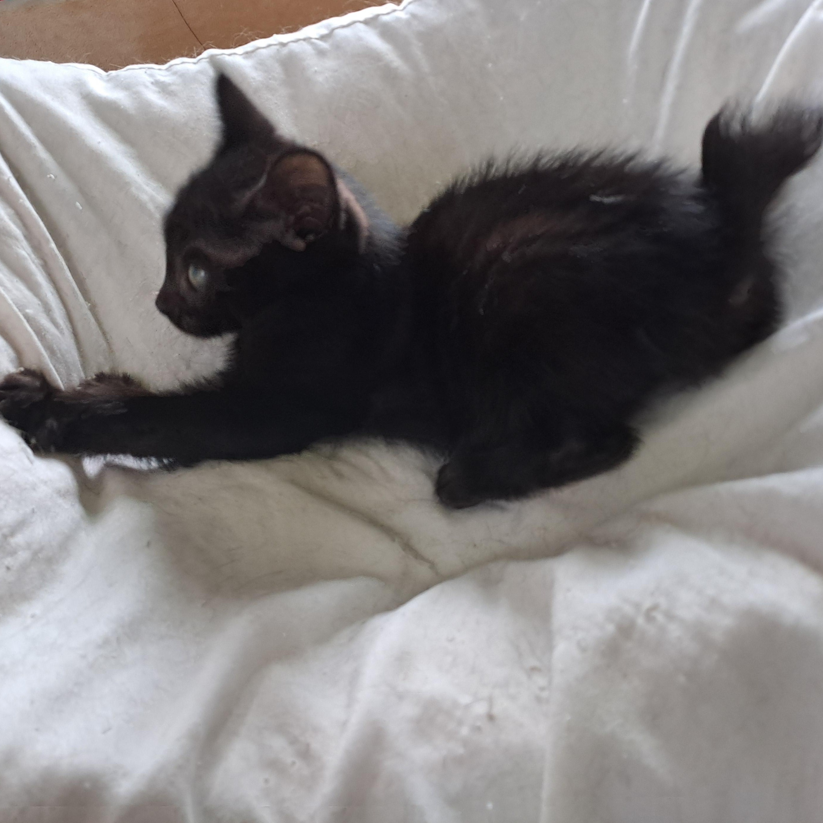 Cyllene, an adopted mixed breed in Port Wentworth, GA image 4/4