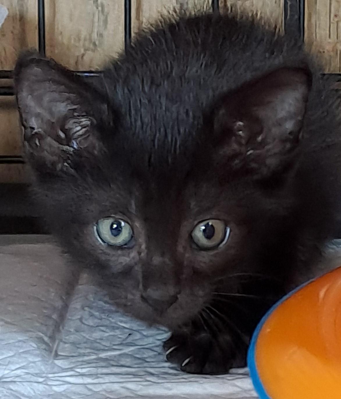 Cyllene, adopted, Young Female Domestic Short Hair & Manx.