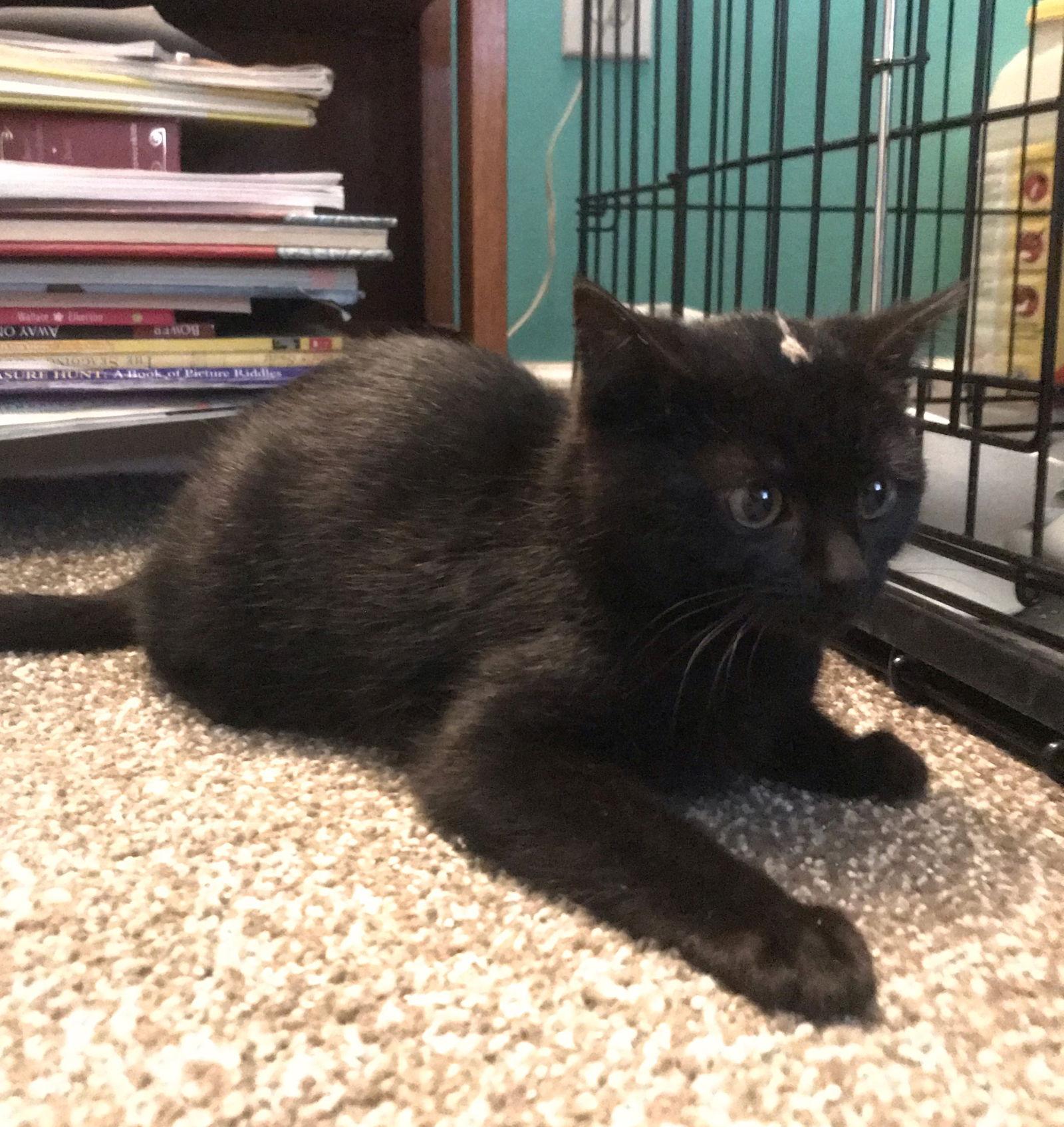 Enlarge Sophia, a Adopted Domestic Short Hair in Traverse City, MI image 1/1