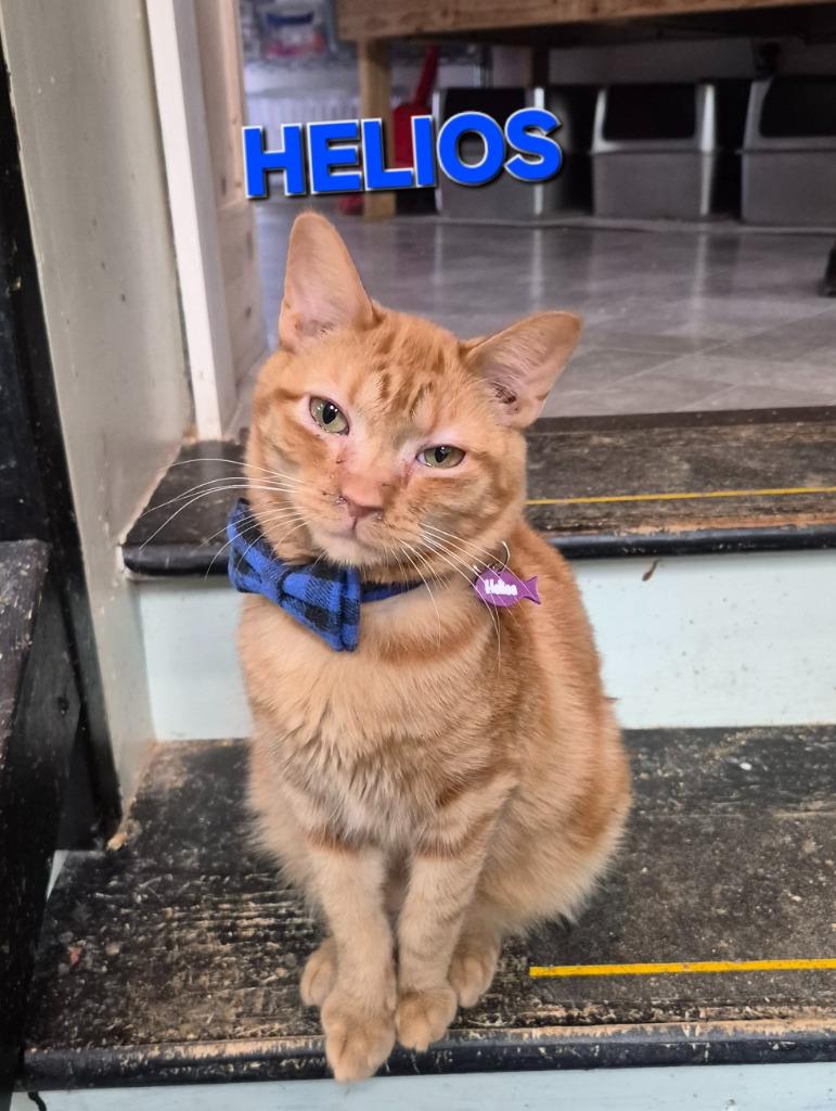 Helios Goodwill Calhoun #6, Adoptable, Young Male Domestic Short Hair.