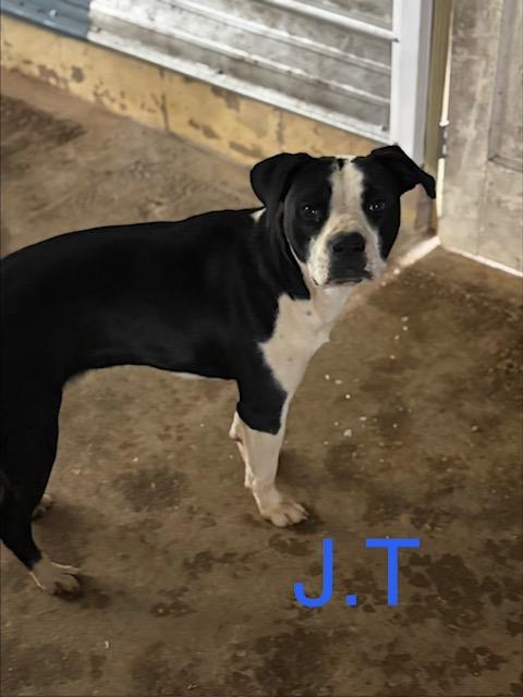 Enlarge J.T., a Adoptable mixed breed in Zimmerman, MN image 3/3