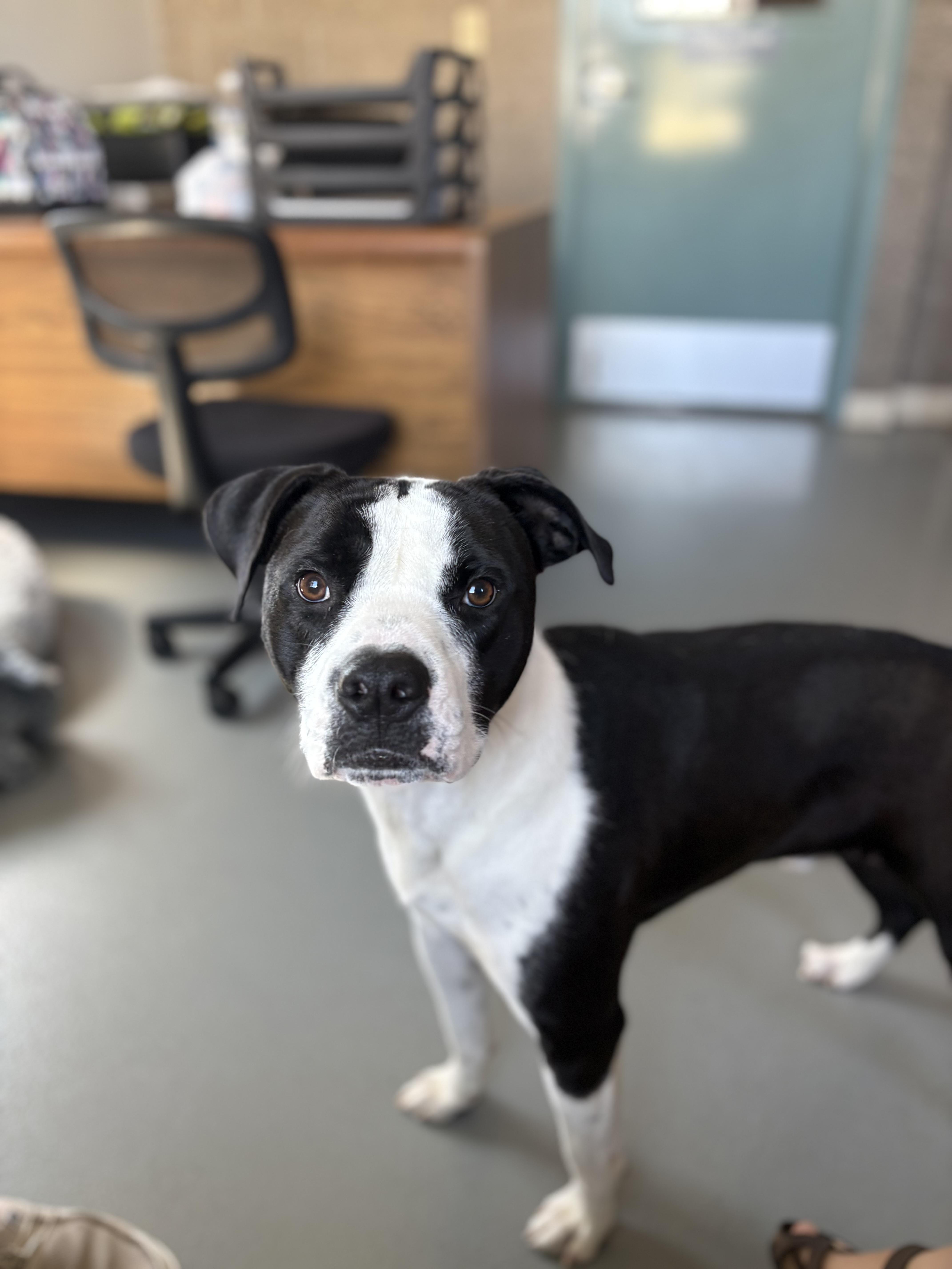 Enlarge J.T., a Adoptable mixed breed in Zimmerman, MN image 1/4