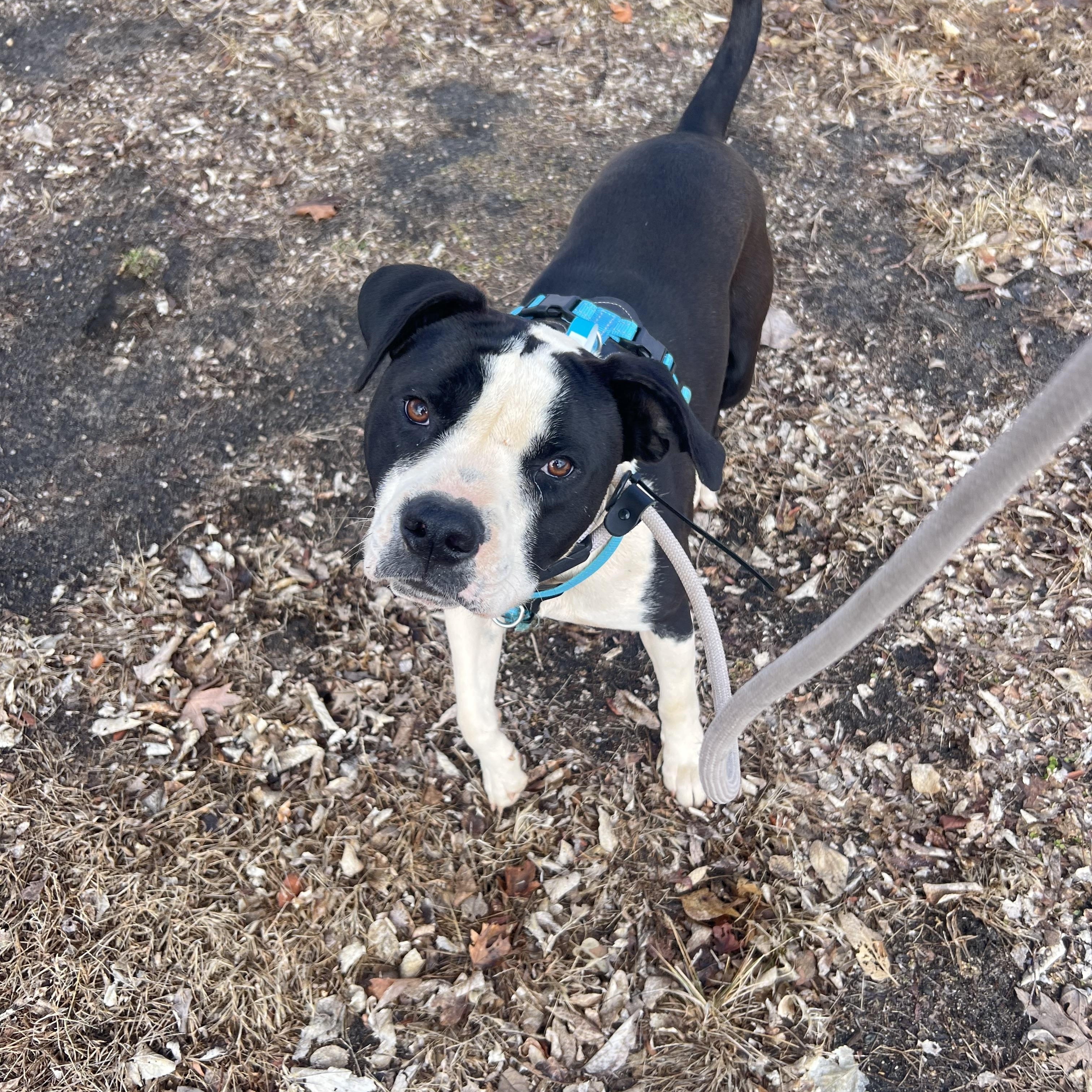 Enlarge J.T., a Adoptable mixed breed in Zimmerman, MN image 2/3