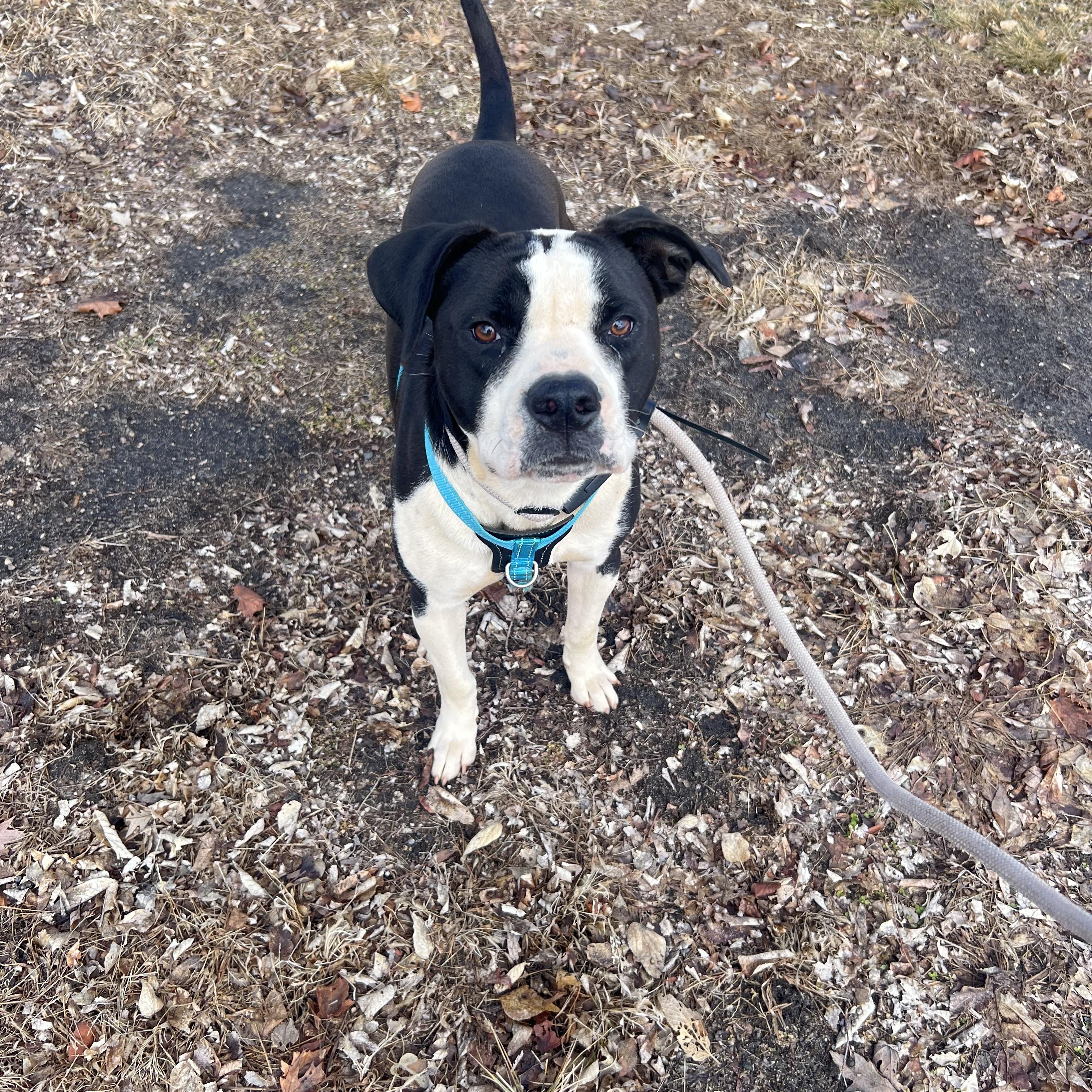 Enlarge J.T., a Adoptable mixed breed in Zimmerman, MN image 1/3