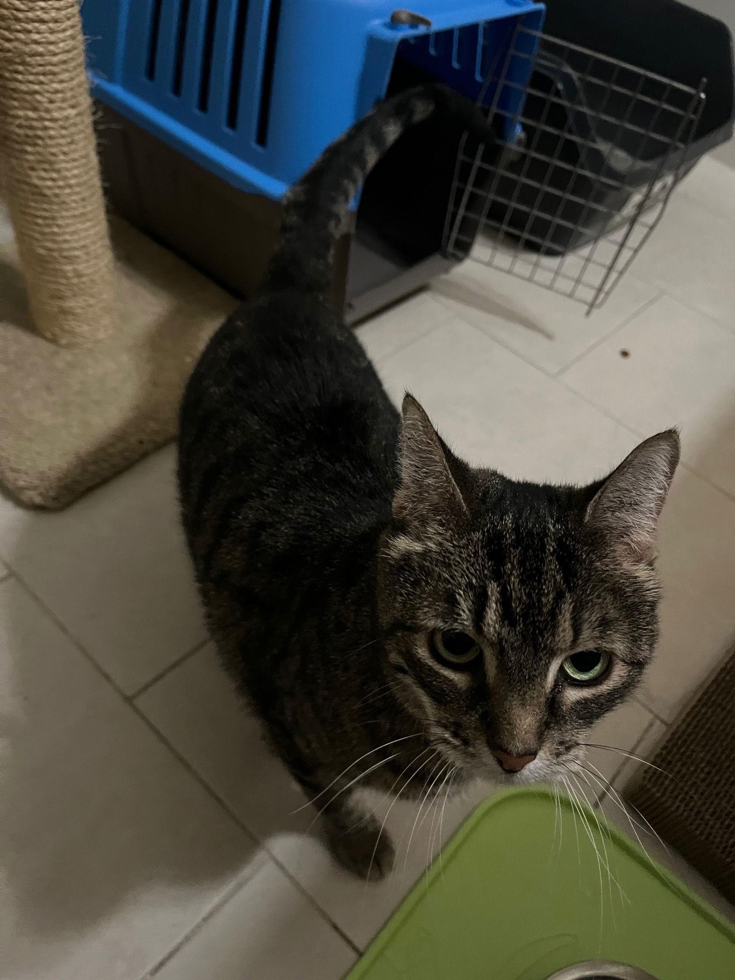 Nebula, Adoptable, Senior Female Domestic Short Hair.