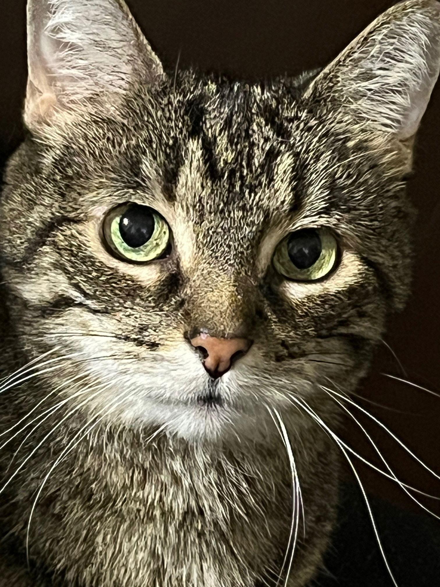 Enlarge Nebula, a Adoptable Domestic Short Hair in Wheaton, IL image 2/3