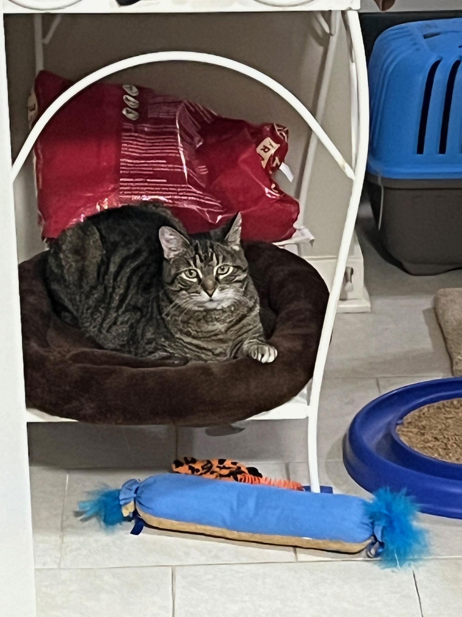 Enlarge Nebula, a Adoptable Domestic Short Hair in Wheaton, IL image 3/3