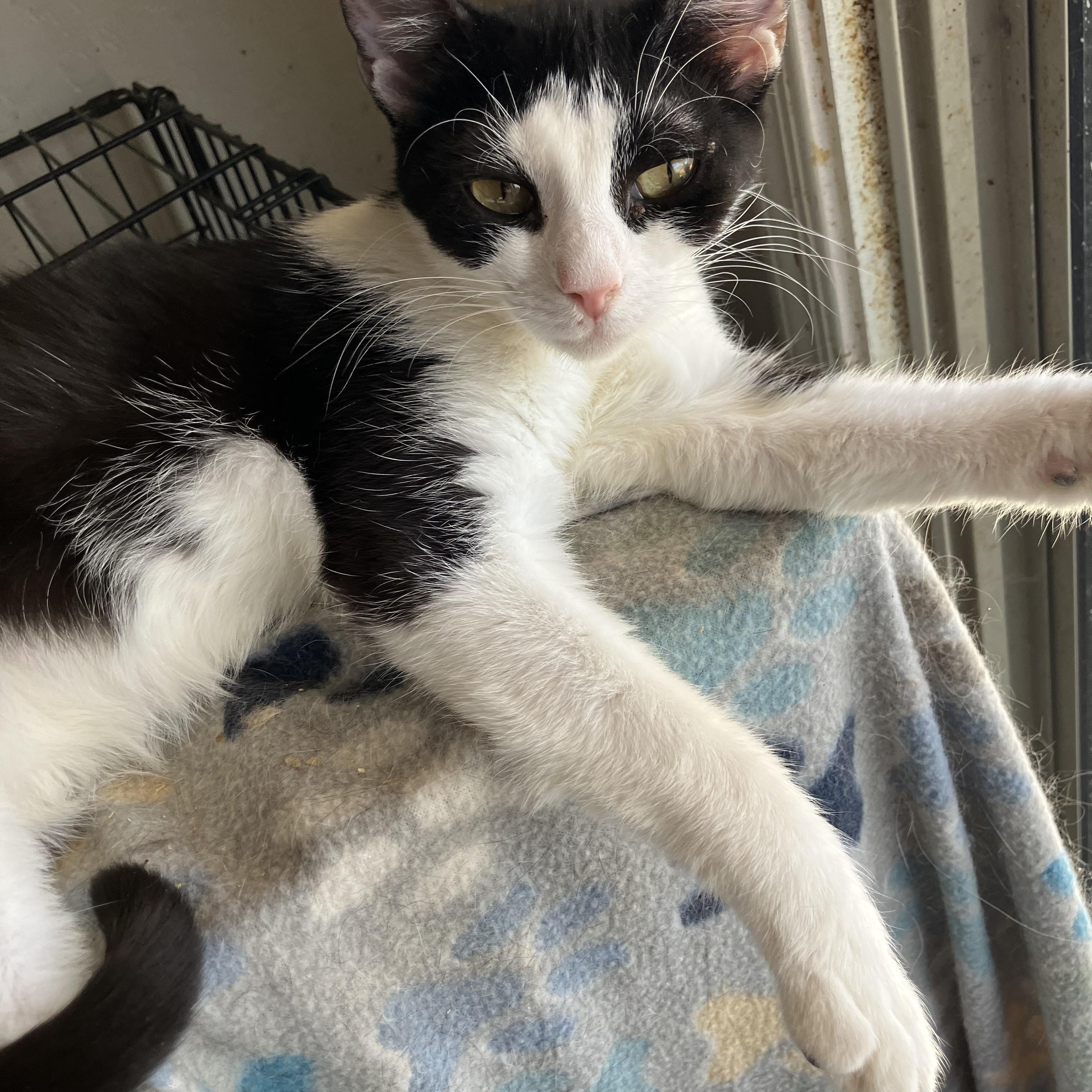 Amori, a ADOPTABLE mixed breed in El Mirage, AZ image 2/2