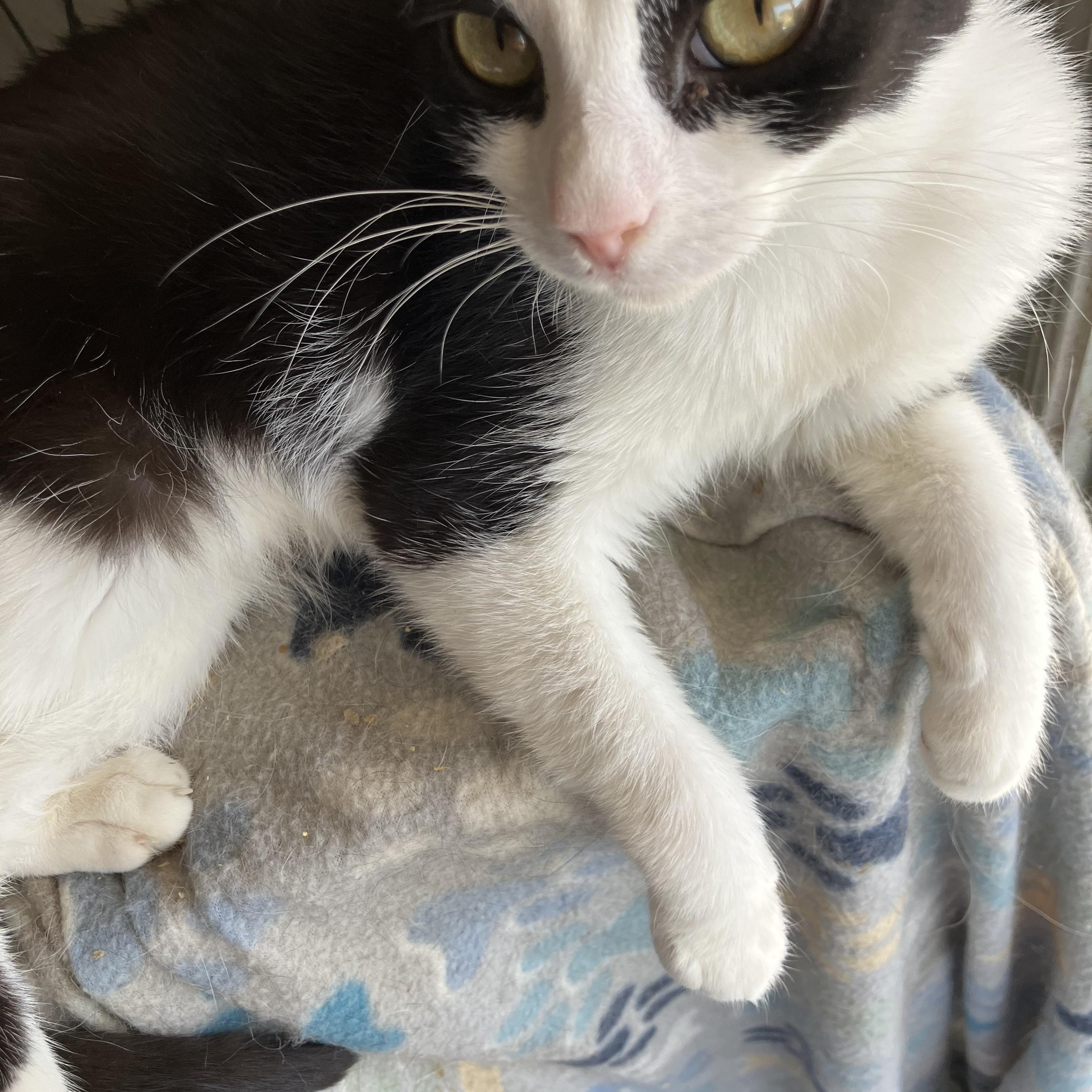 Amori, a ADOPTABLE mixed breed in El Mirage, AZ image 1/2