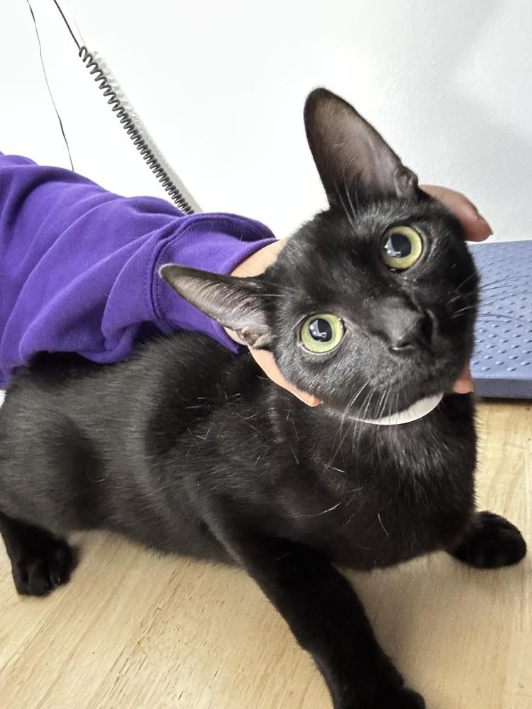 Inky, Adoptable, Kitten Male Domestic Short Hair.