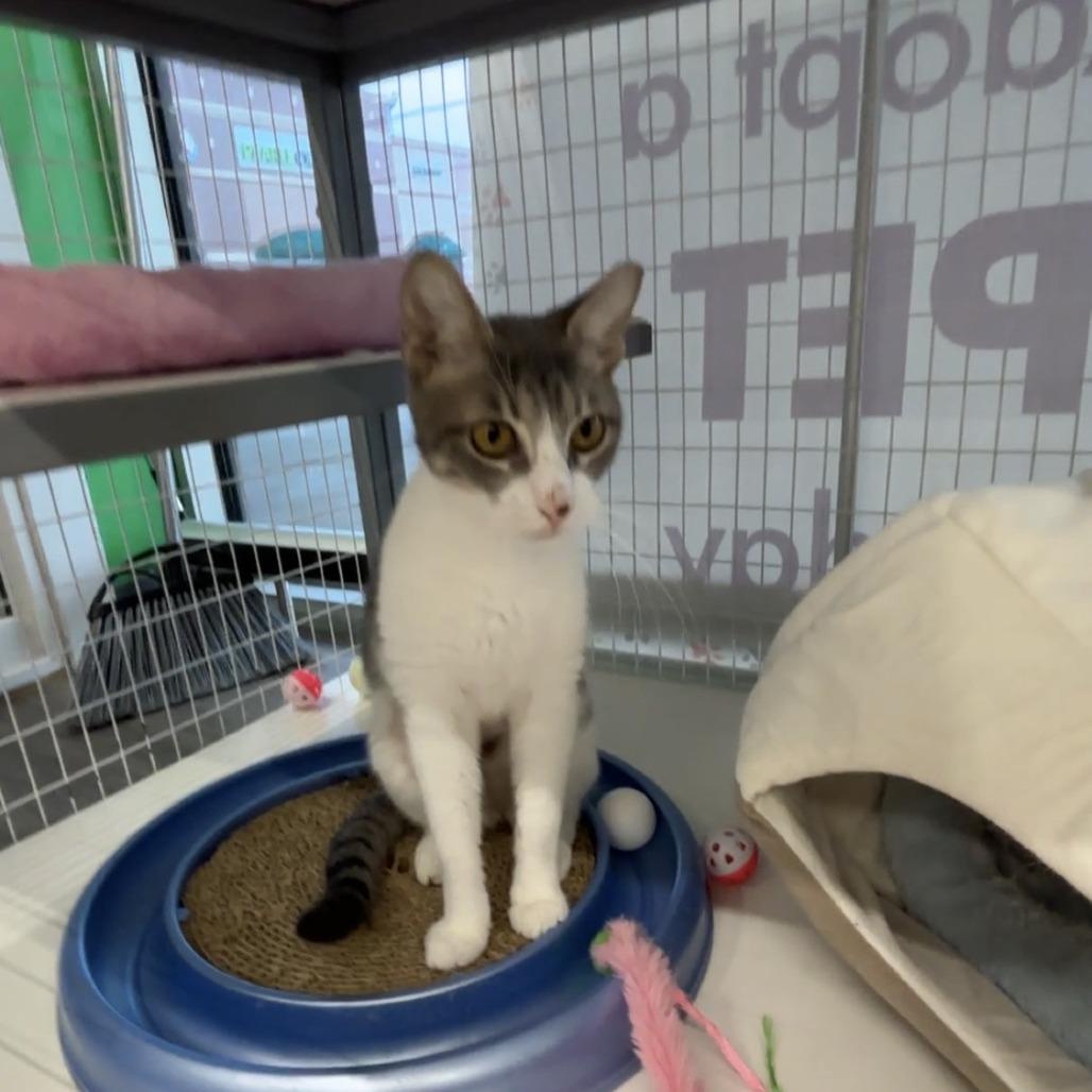 Olivia, Adoptable, Young Female Domestic Short Hair.