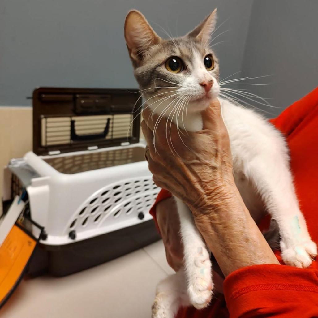 Olivia, Adoptable, Young Female Domestic Short Hair.