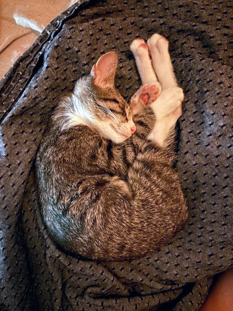 Cleo