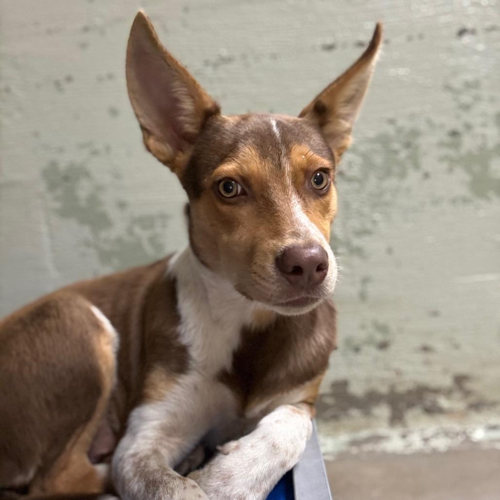 Joey, Adoptable, Young Male Cattle Dog & Husky.