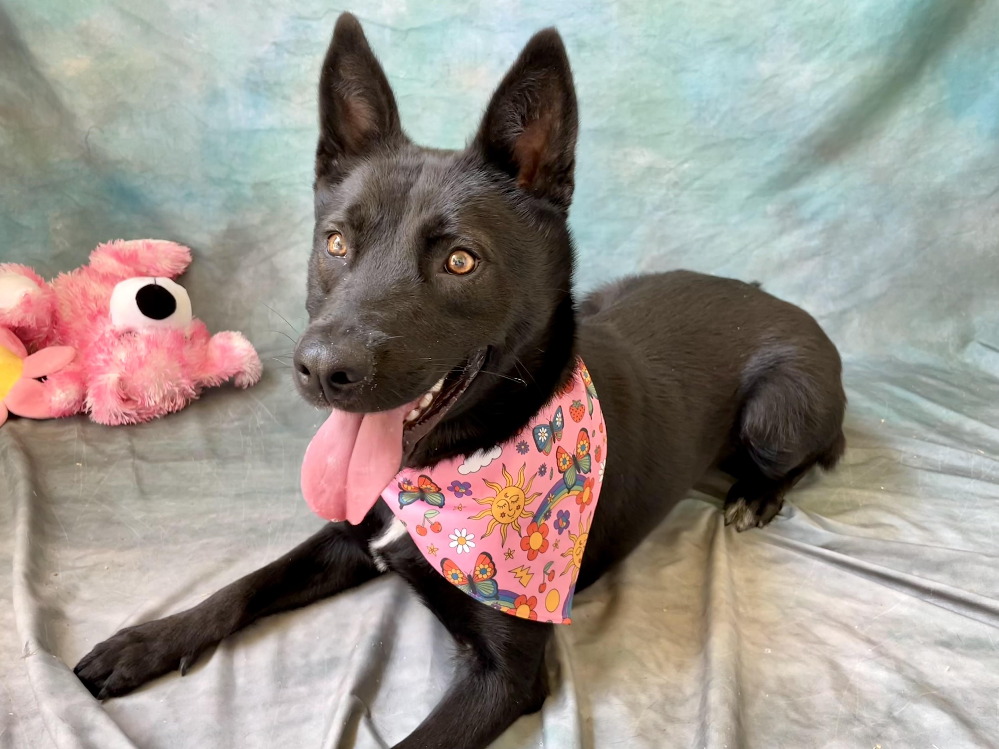 Enlarge Izzy, an adopted mixed breed in Salinas, CA image 4/6
