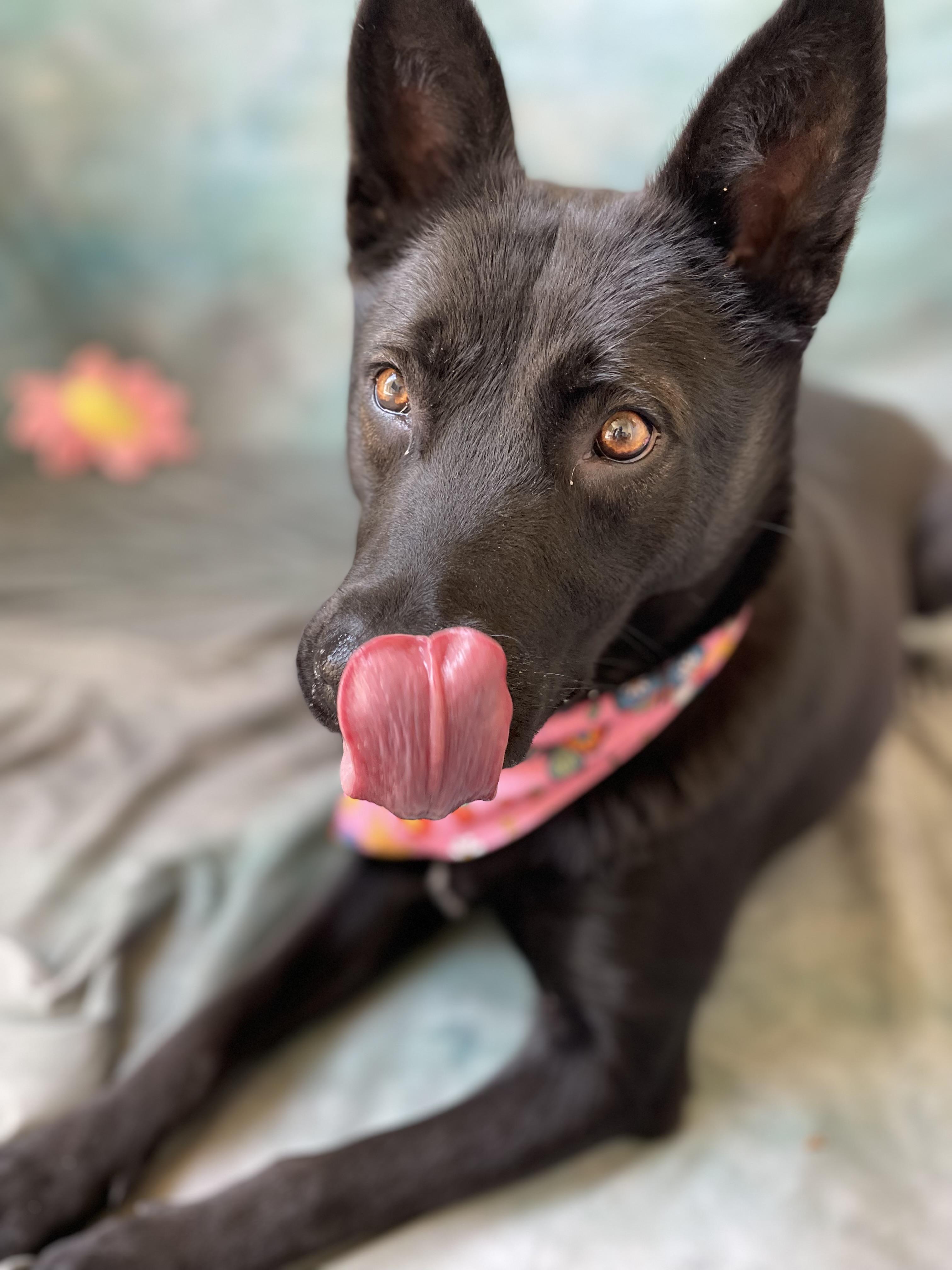 Enlarge Izzy, an adopted mixed breed in Salinas, CA image 5/6