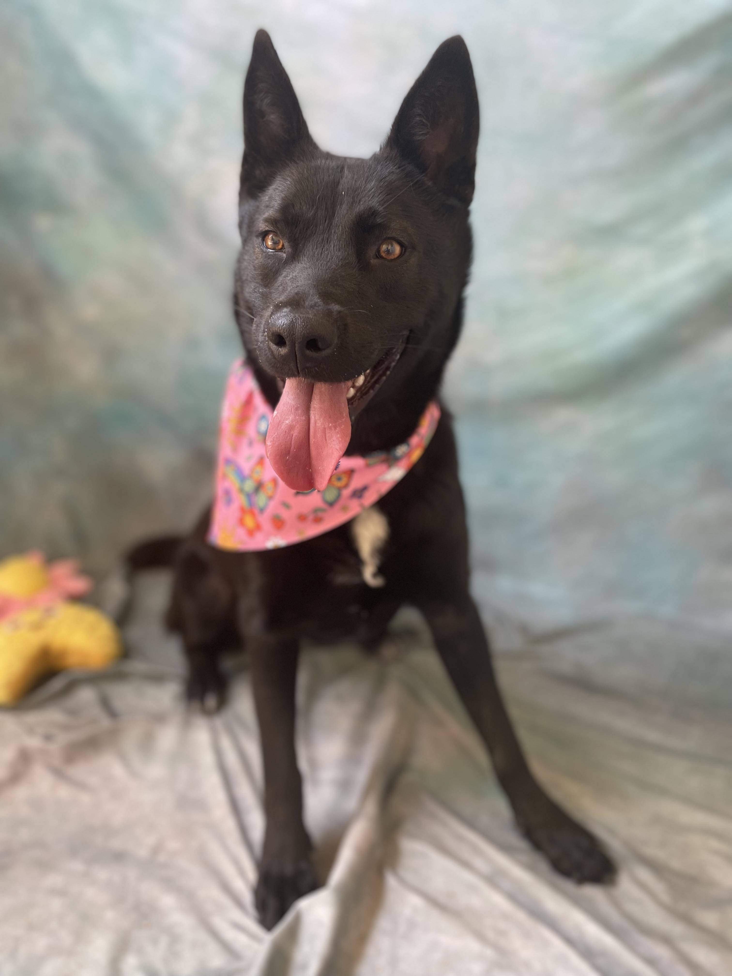 Enlarge Izzy, an adopted mixed breed in Salinas, CA image 3/6