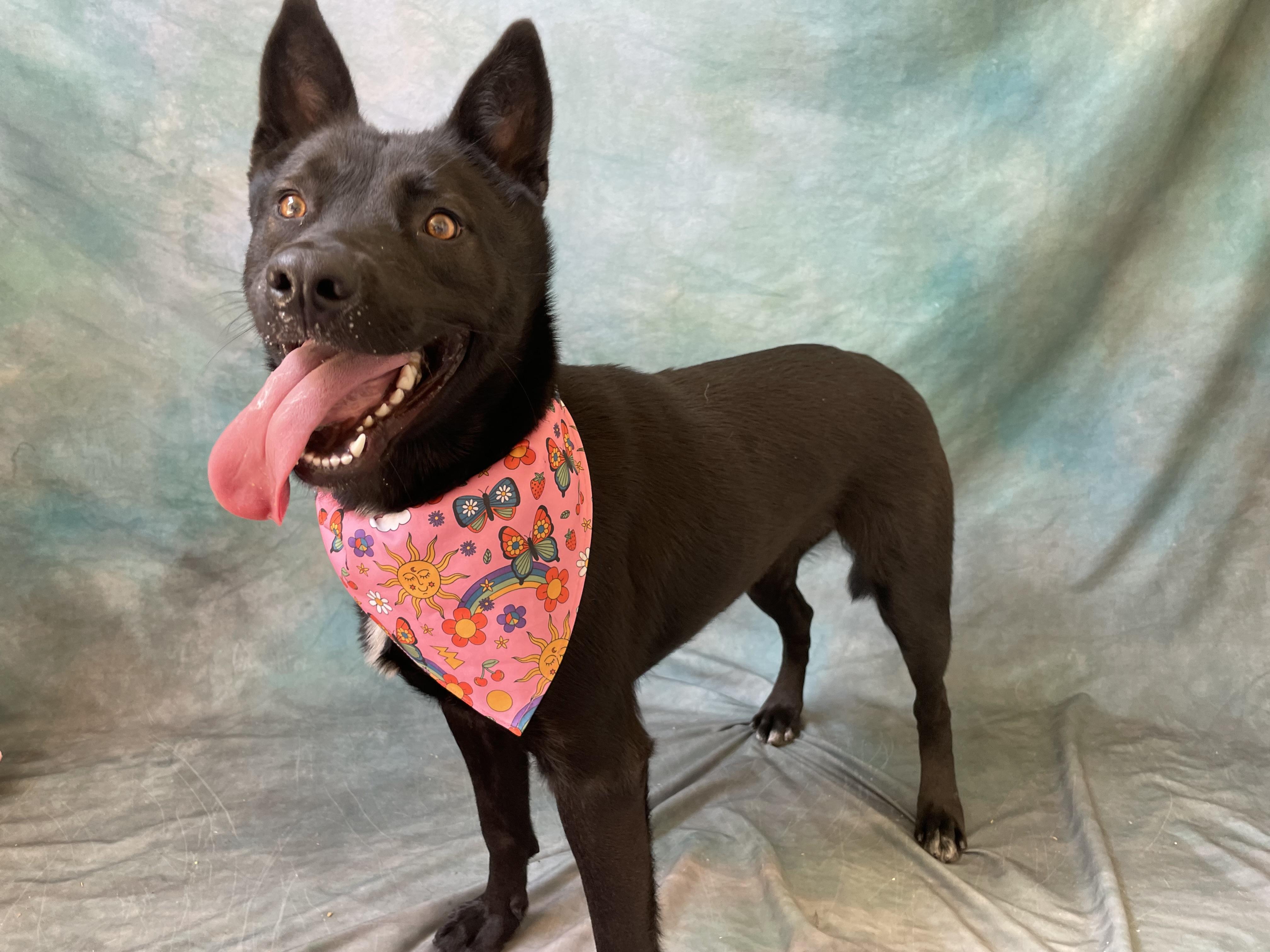 Enlarge Izzy, an adopted mixed breed in Salinas, CA image 6/6