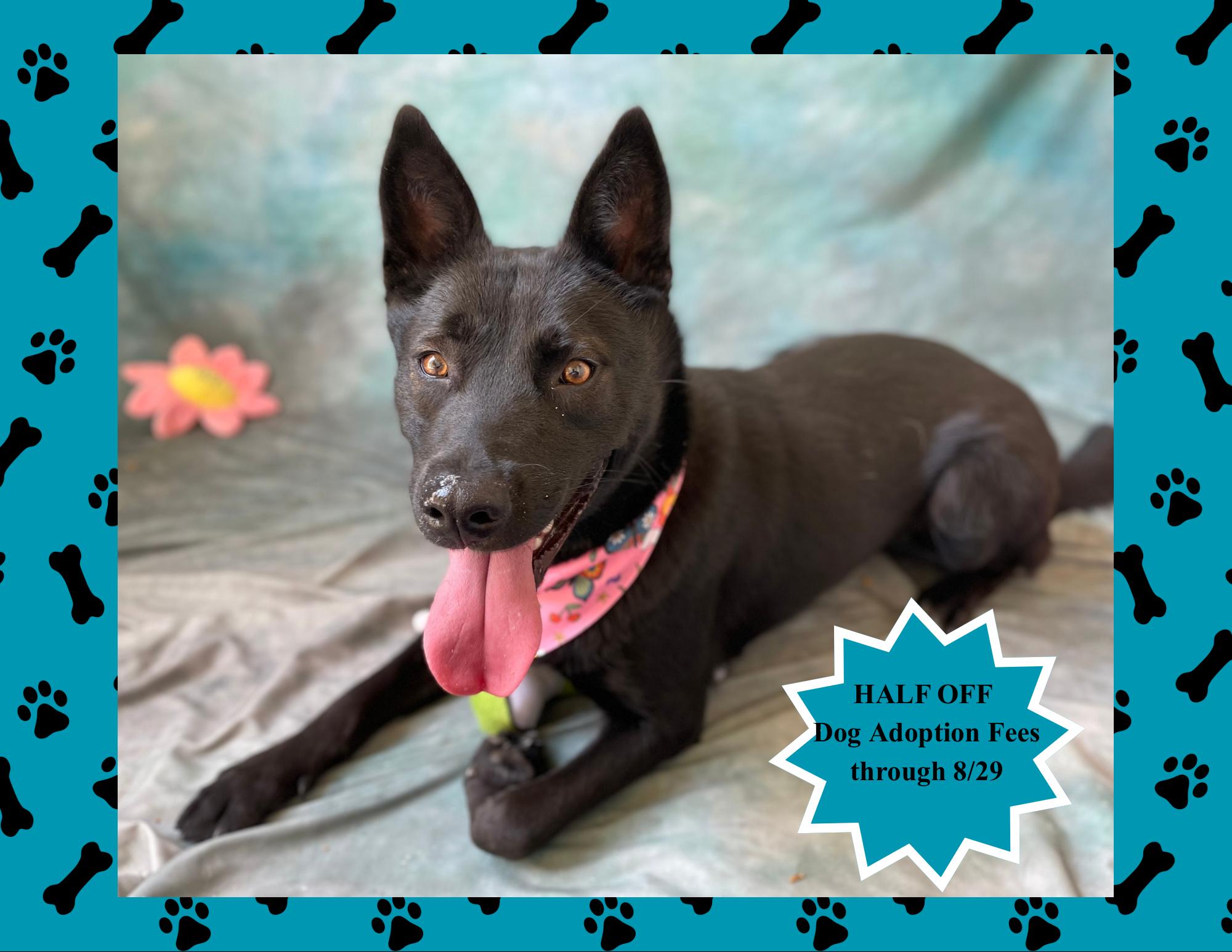 Izzy, adopted, Young Female German Shepherd Dog.
