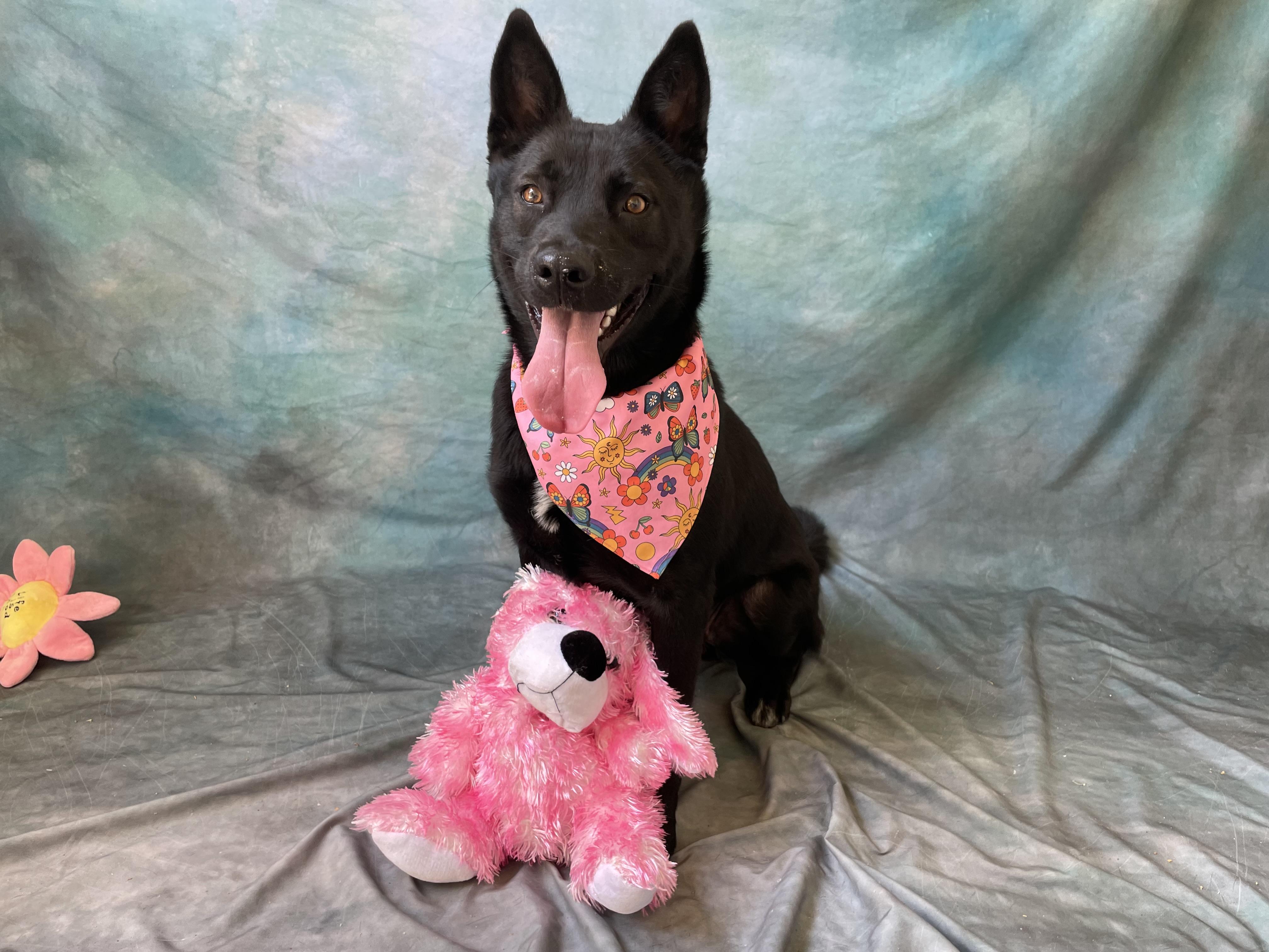 Enlarge Izzy, an adopted mixed breed in Salinas, CA image 2/6