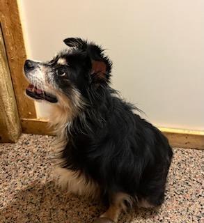 Enlarge Pixie, a Adopted Australian Shepherd in Clover, SC image 2/6