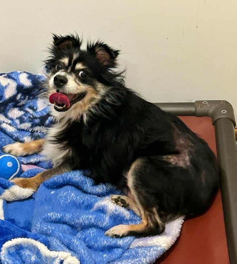 Enlarge Pixie, a Adopted Australian Shepherd in Clover, SC image 3/6
