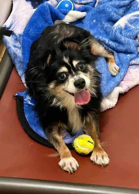 Pixie, Adopted, Senior Female Australian Shepherd.