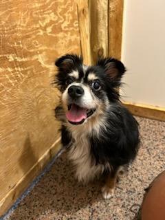 Enlarge Pixie, a Adopted Australian Shepherd in Clover, SC image 4/6