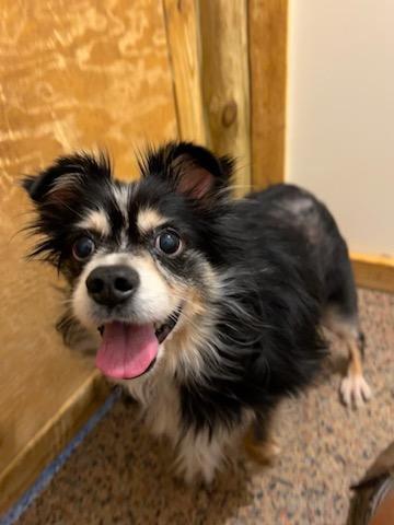 Enlarge Pixie, a Adopted Australian Shepherd in Clover, SC image 5/6