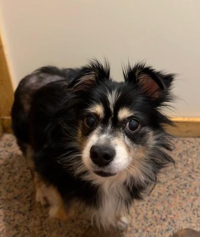 Enlarge Pixie, a Adopted Australian Shepherd in Clover, SC image 6/6