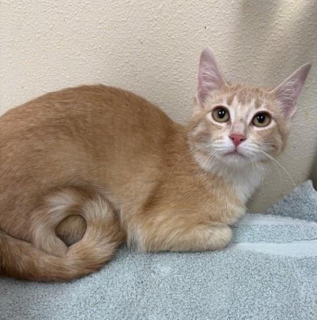 Teagan, a Adoptable mixed breed in Ladysmith, WI image 2/2