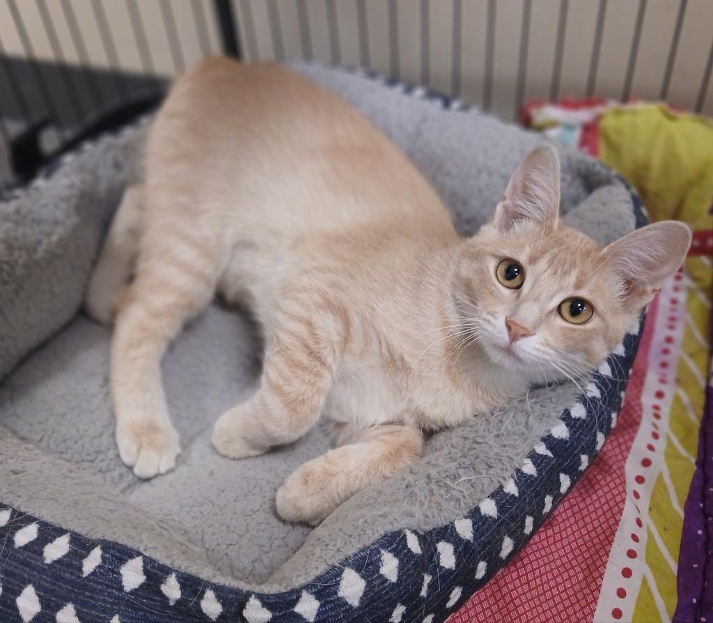 Teagan, Adoptable, Young Female Domestic Short Hair.