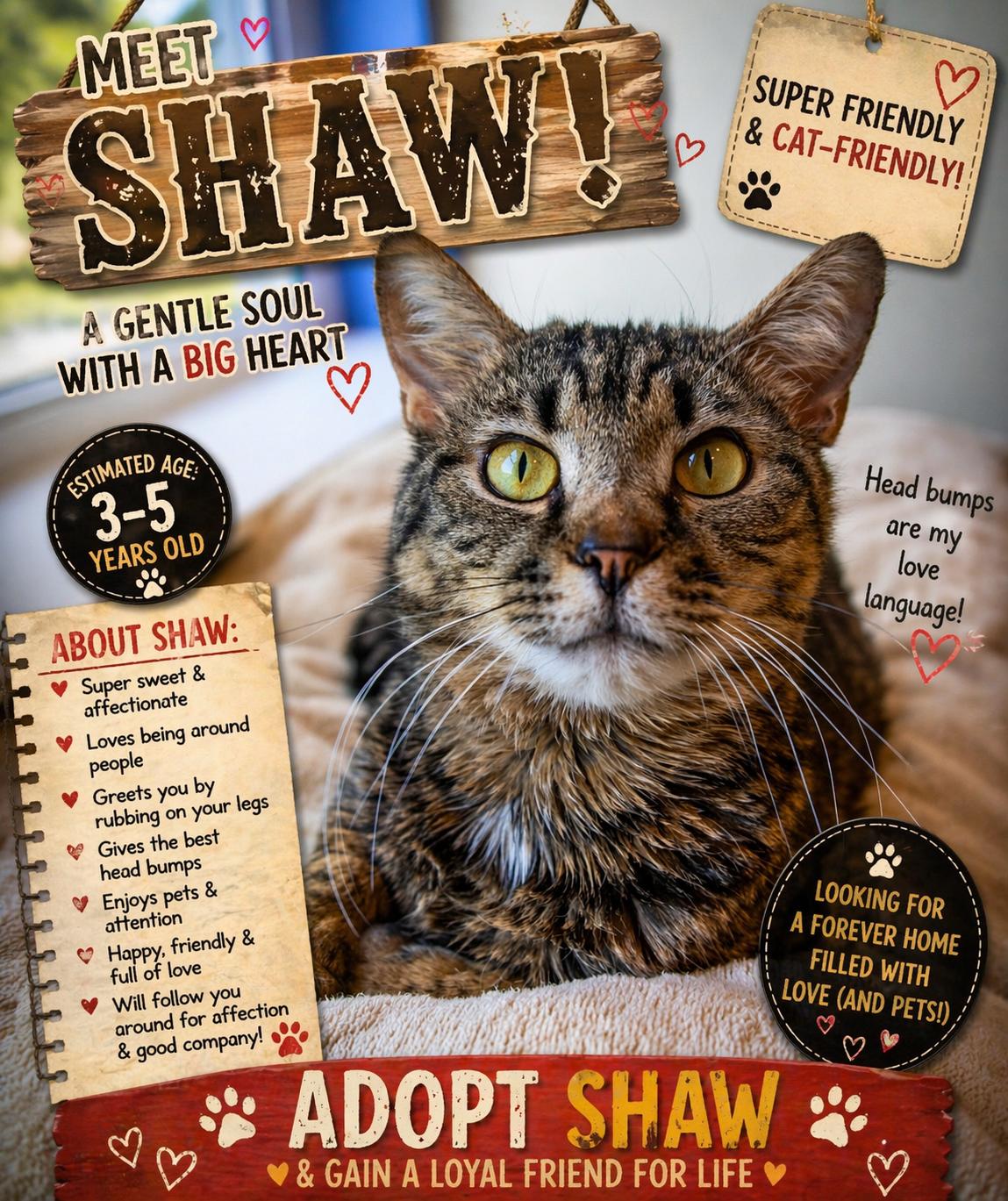 Shaw: Foster Requested (FCID# 9/10/25-3 Trainer) C, Adoptable, Adult Male Tabby.