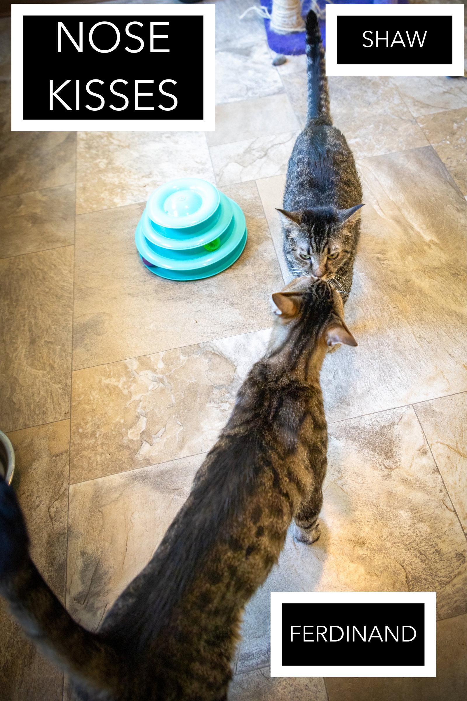 Enlarge Shaw: Foster Requested (FCID# 9/10/25-3 Trainer) C, a Adoptable Tabby in Greenville, DE image 2/3