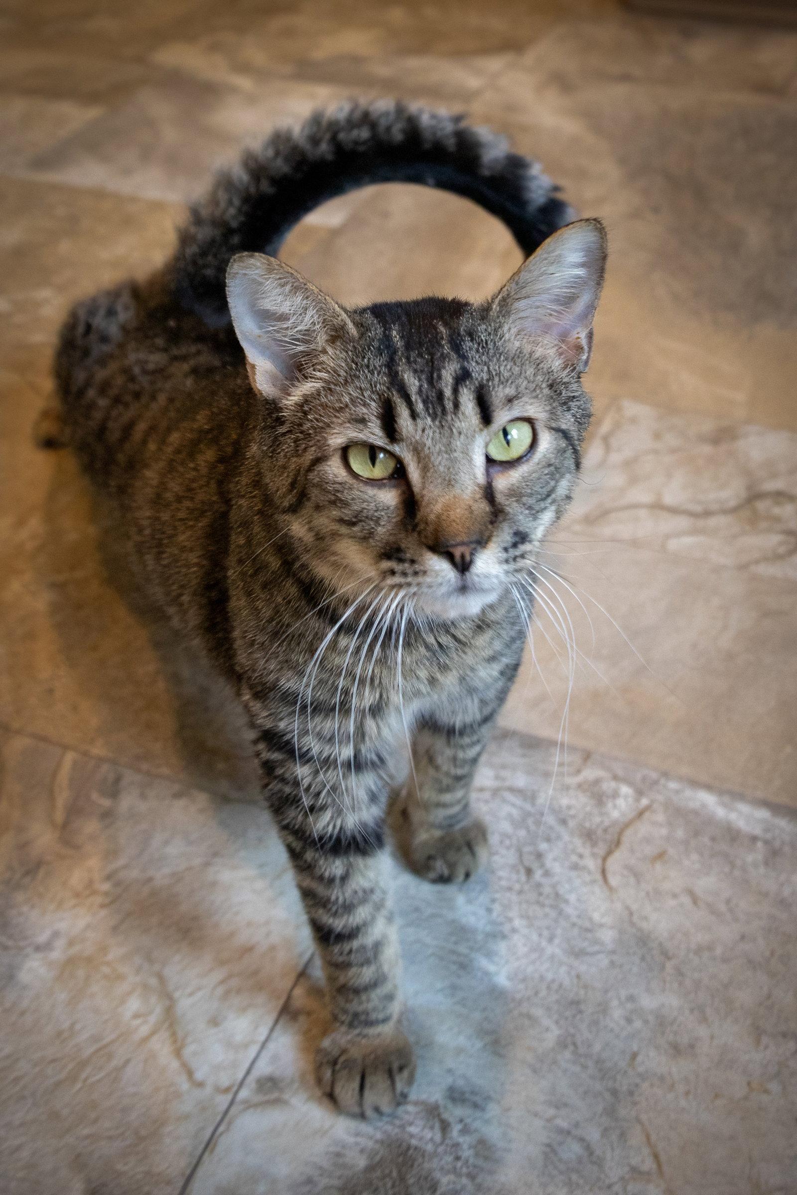 Enlarge Shaw: Foster Requested (FCID# 9/10/25-3 Trainer) C, a Adoptable Tabby in Greenville, DE image 1/3
