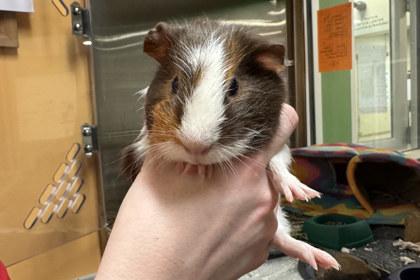 Flamingo Fae, Adoptable, Young Female Guinea Pig.