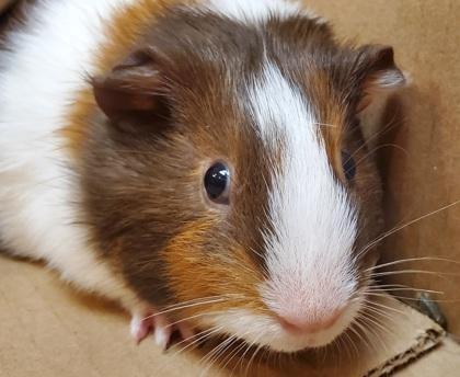 Flamingo Fae, Adoptable, Young Female Guinea Pig.