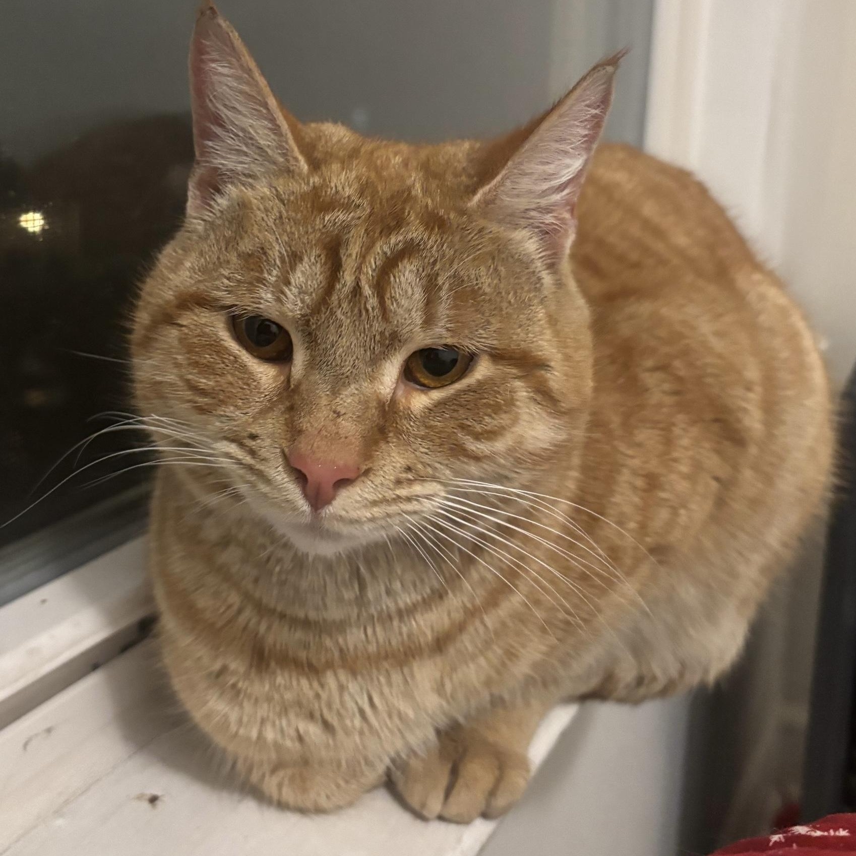 Enlarge Rupert, an adopted Domestic Short Hair in Colonia, NJ image 3/4