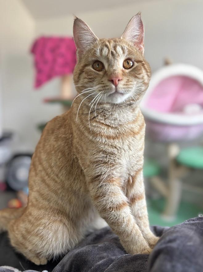 Enlarge Rupert, an adopted Domestic Short Hair in Colonia, NJ image 2/4