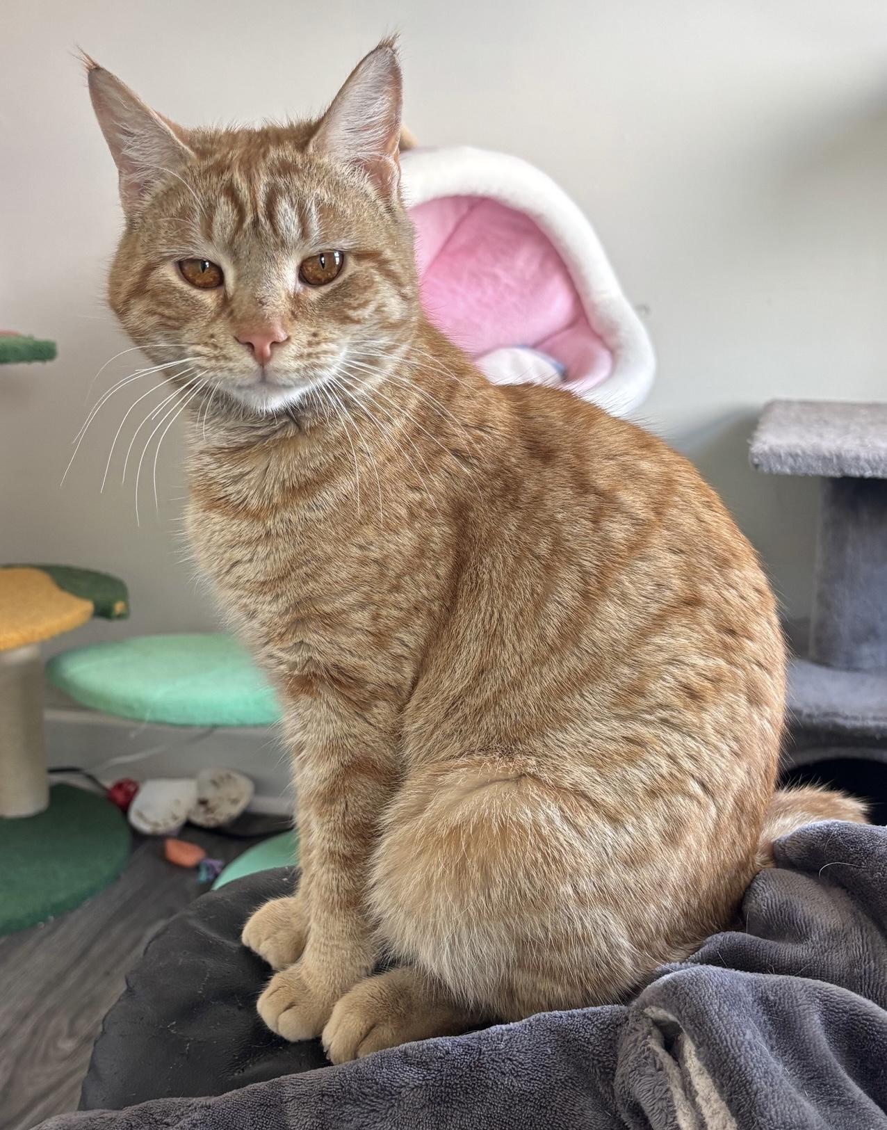 Enlarge Rupert, an adopted Domestic Short Hair in Colonia, NJ image 4/4