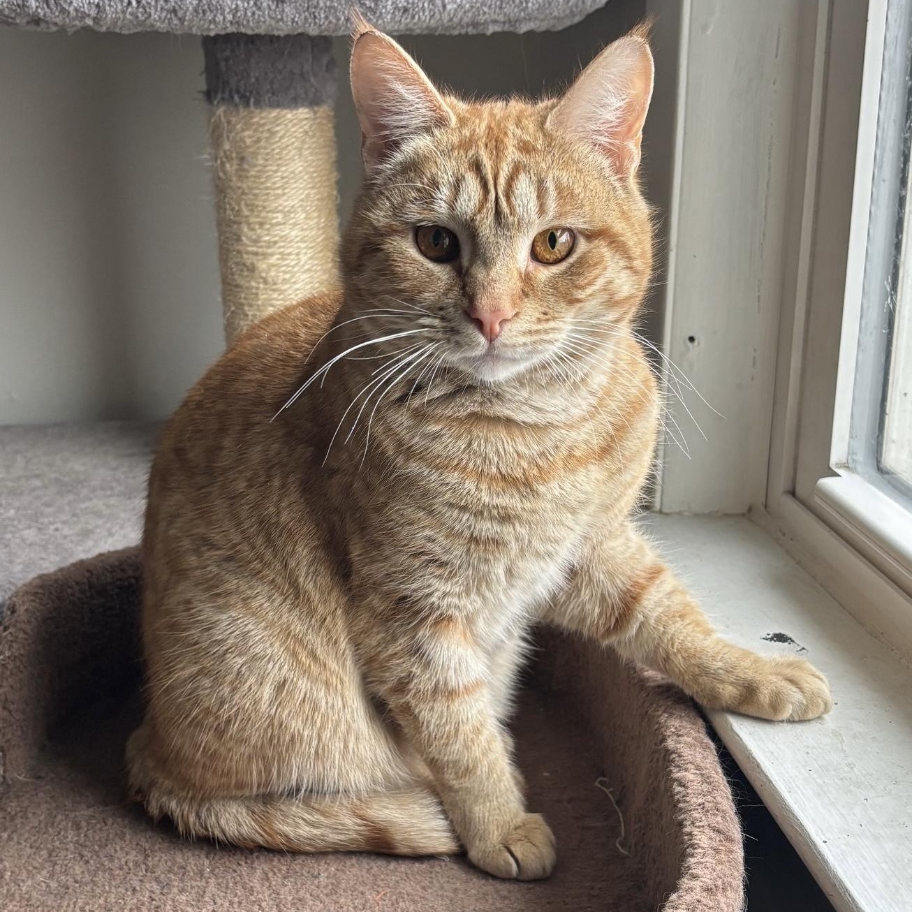 Enlarge Rupert, an adopted Domestic Short Hair in Colonia, NJ image 1/4