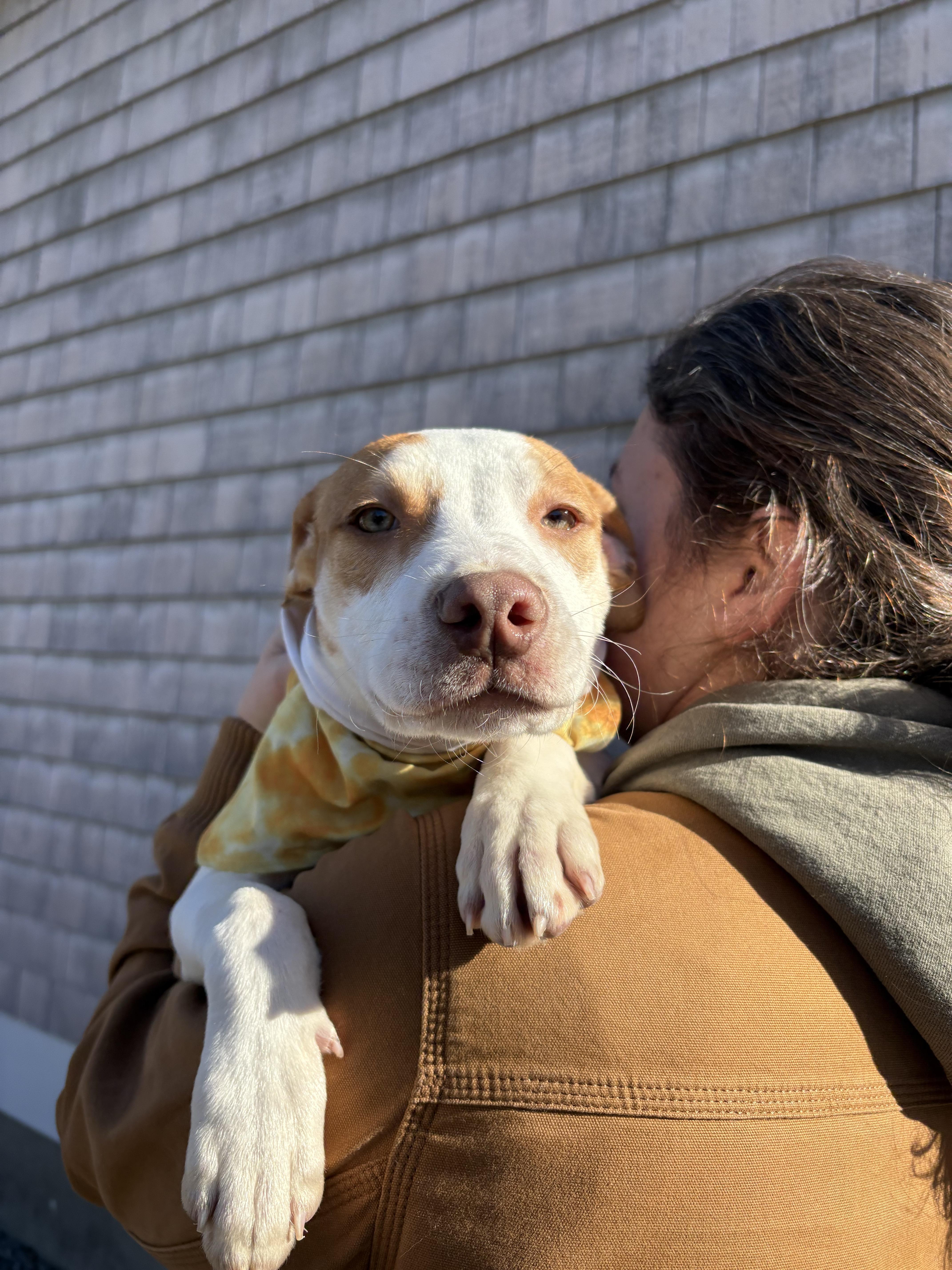 Enlarge Spider, a ADOPTABLE mixed breed in New Boston, NH image 1/6