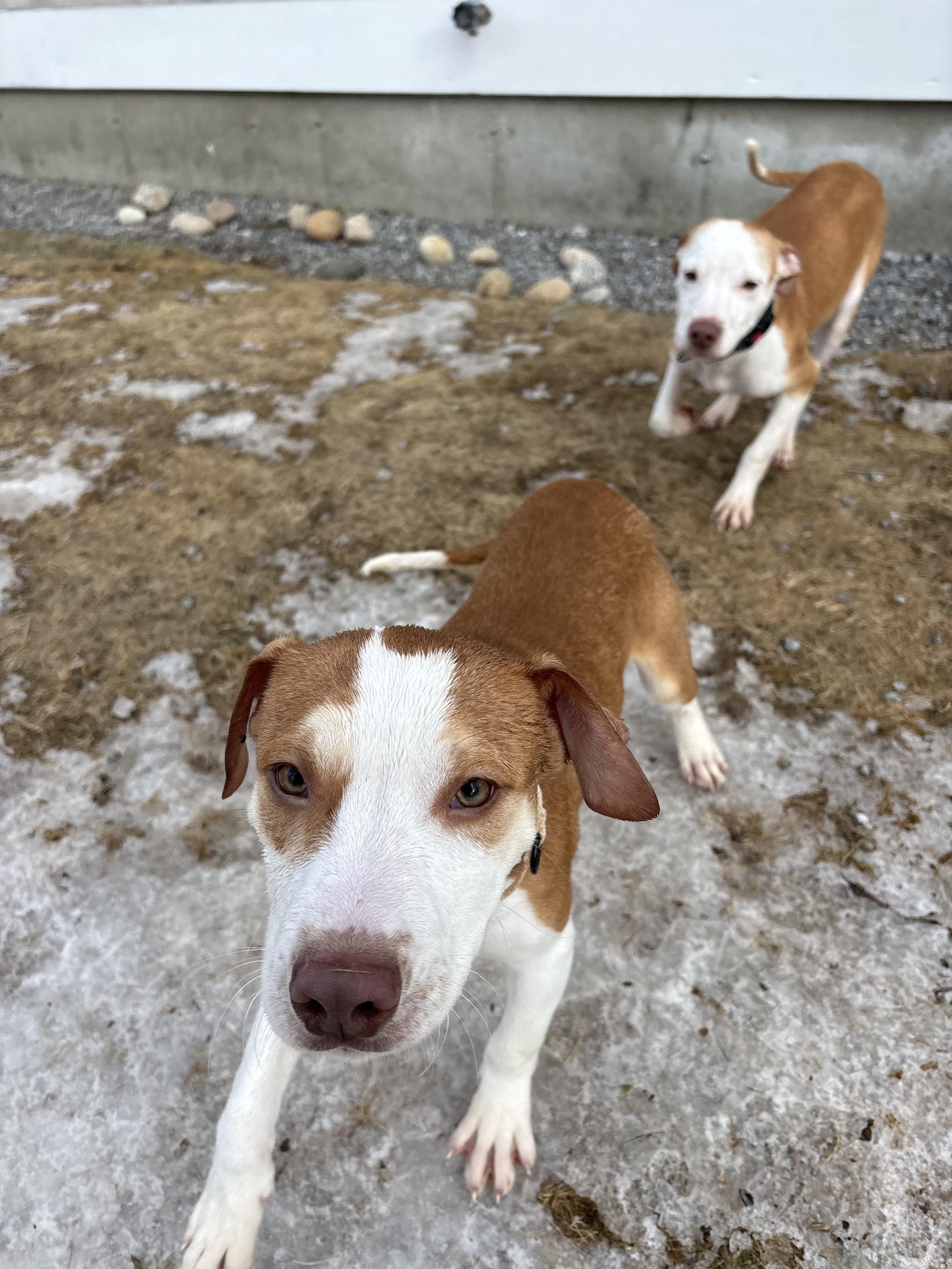 Enlarge Spider, a ADOPTABLE mixed breed in New Boston, NH image 5/6