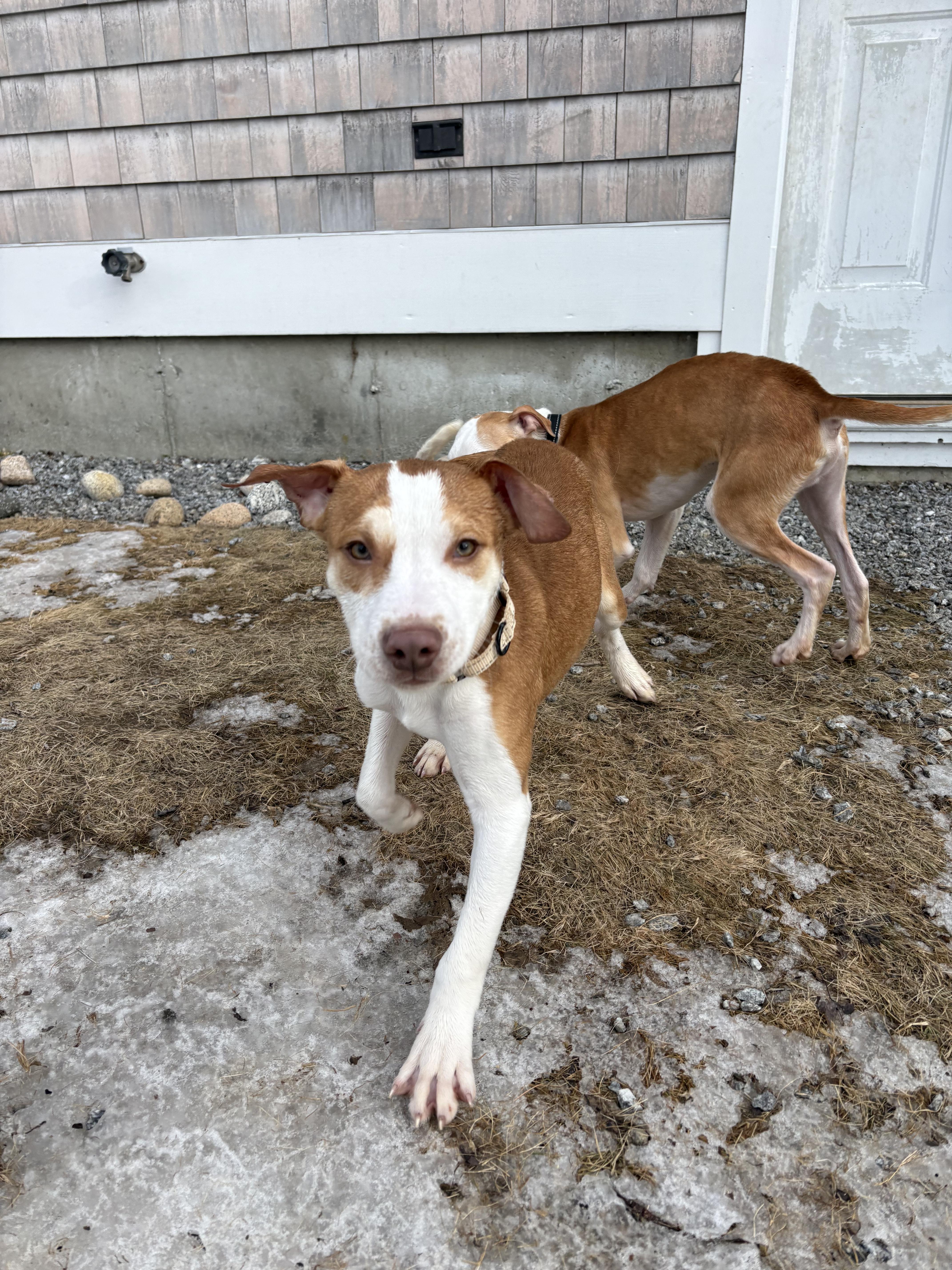 Enlarge Spider, a ADOPTABLE mixed breed in New Boston, NH image 3/6