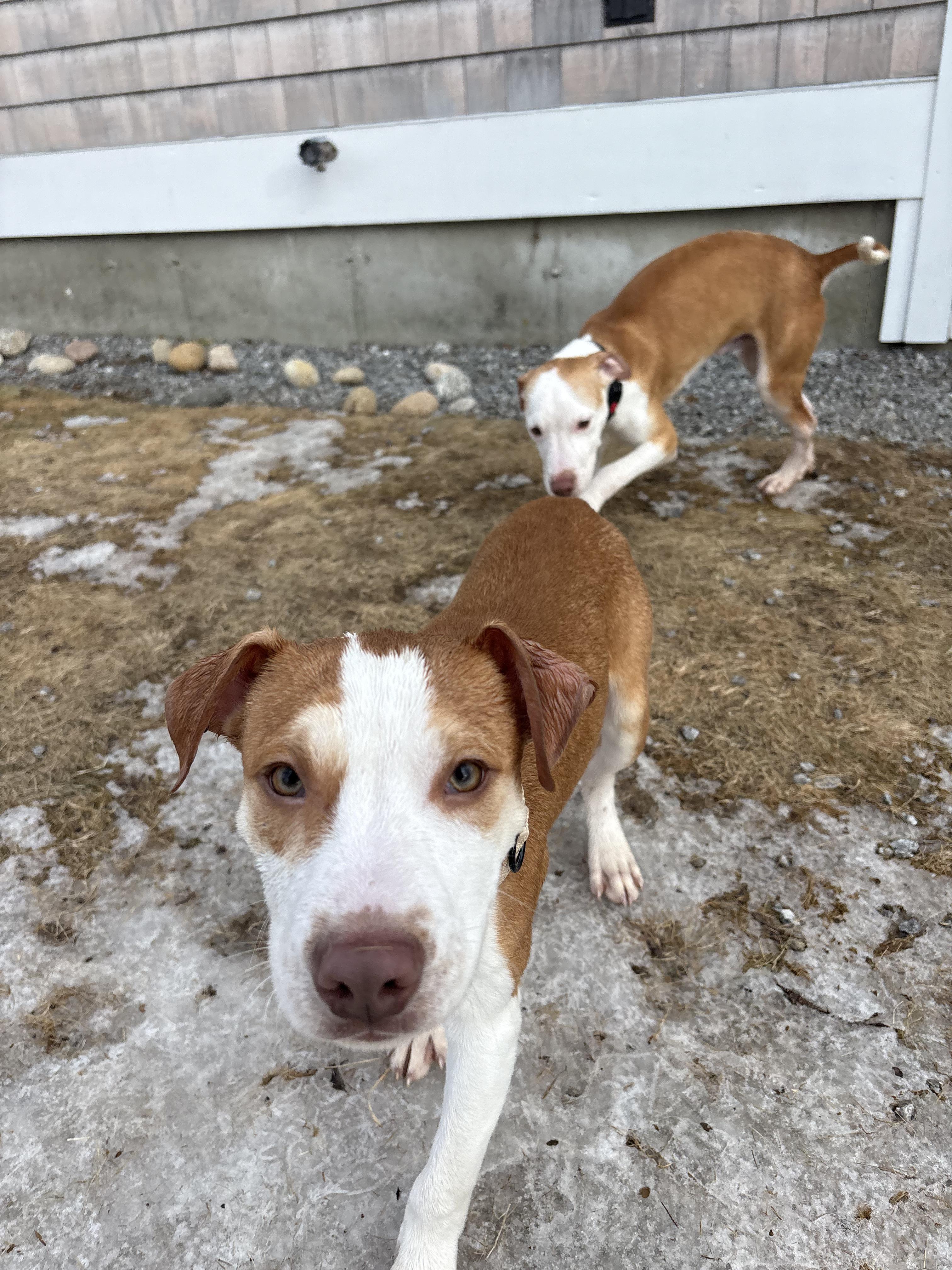 Enlarge Spider, a ADOPTABLE mixed breed in New Boston, NH image 4/6