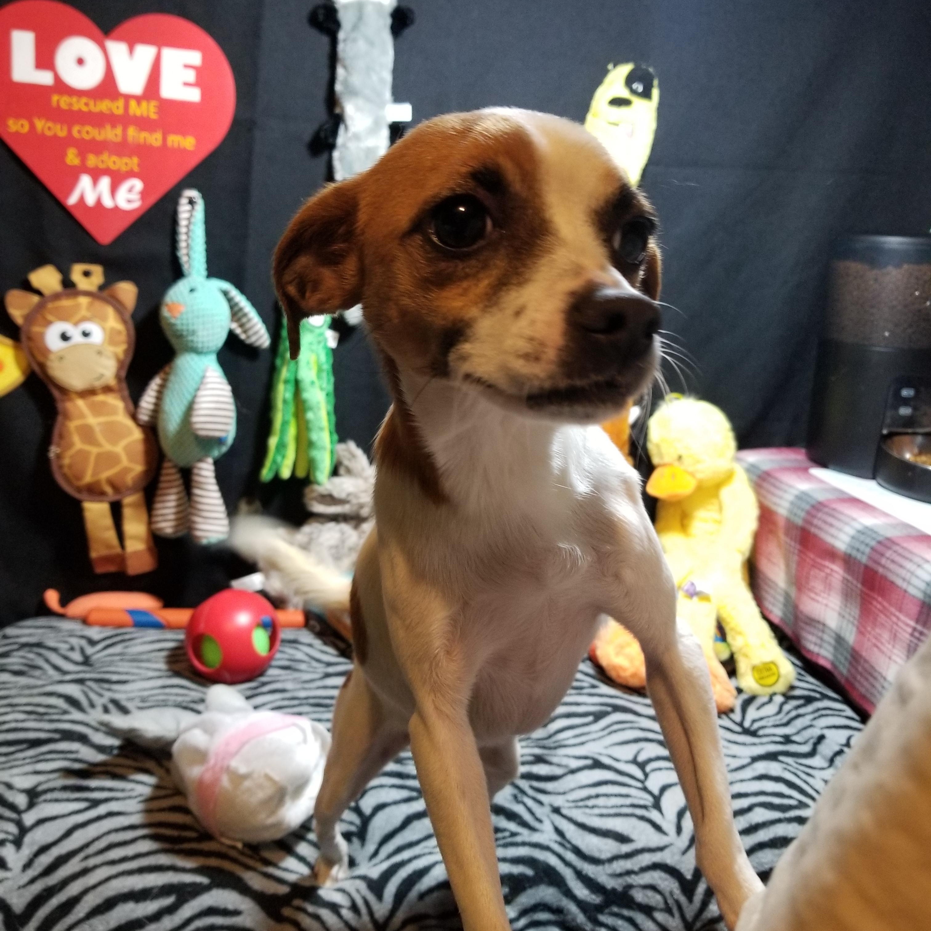 Usher, a Adoptable mixed breed in Fort Wayne, IN image 1/6