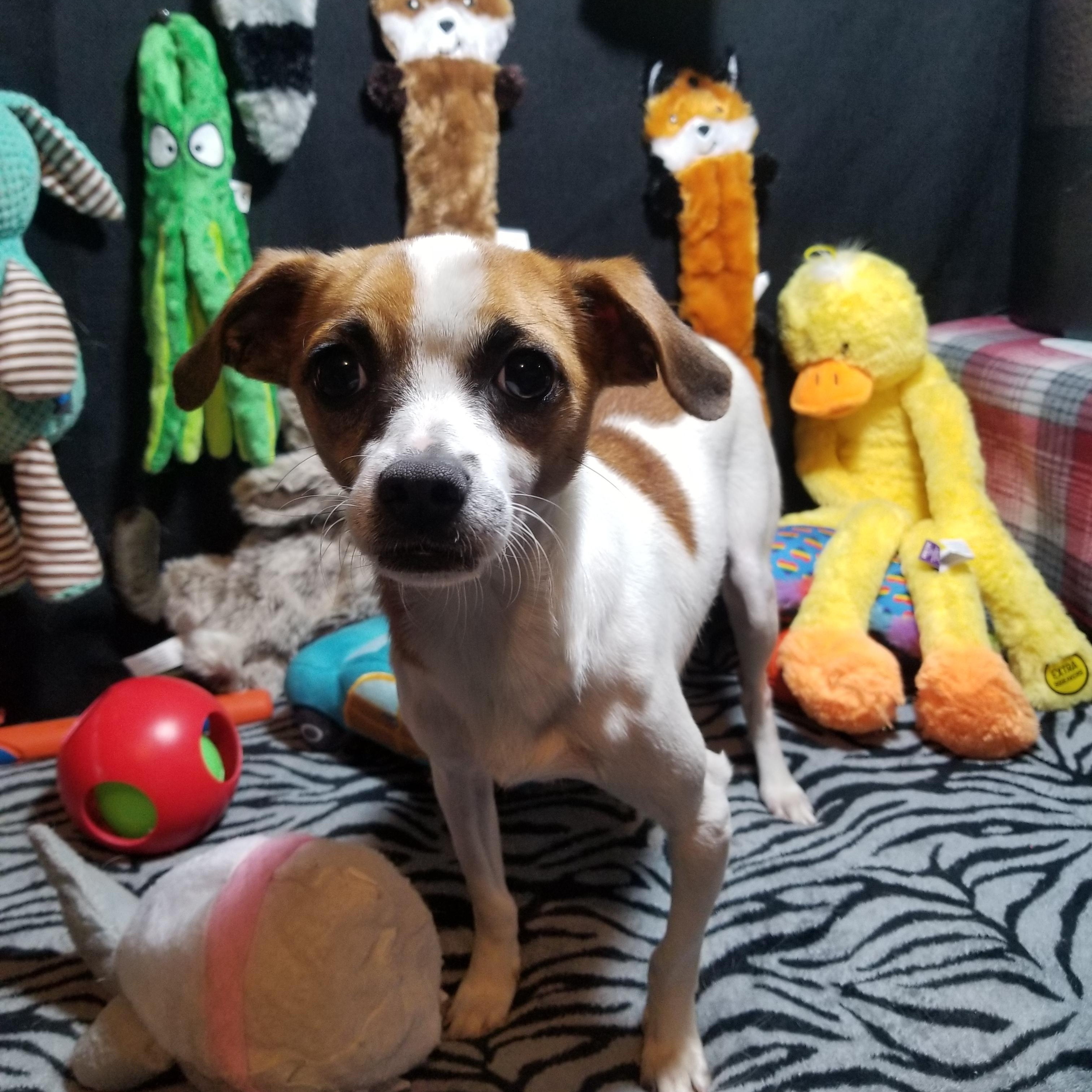 Usher, a Adoptable mixed breed in Fort Wayne, IN image 2/6