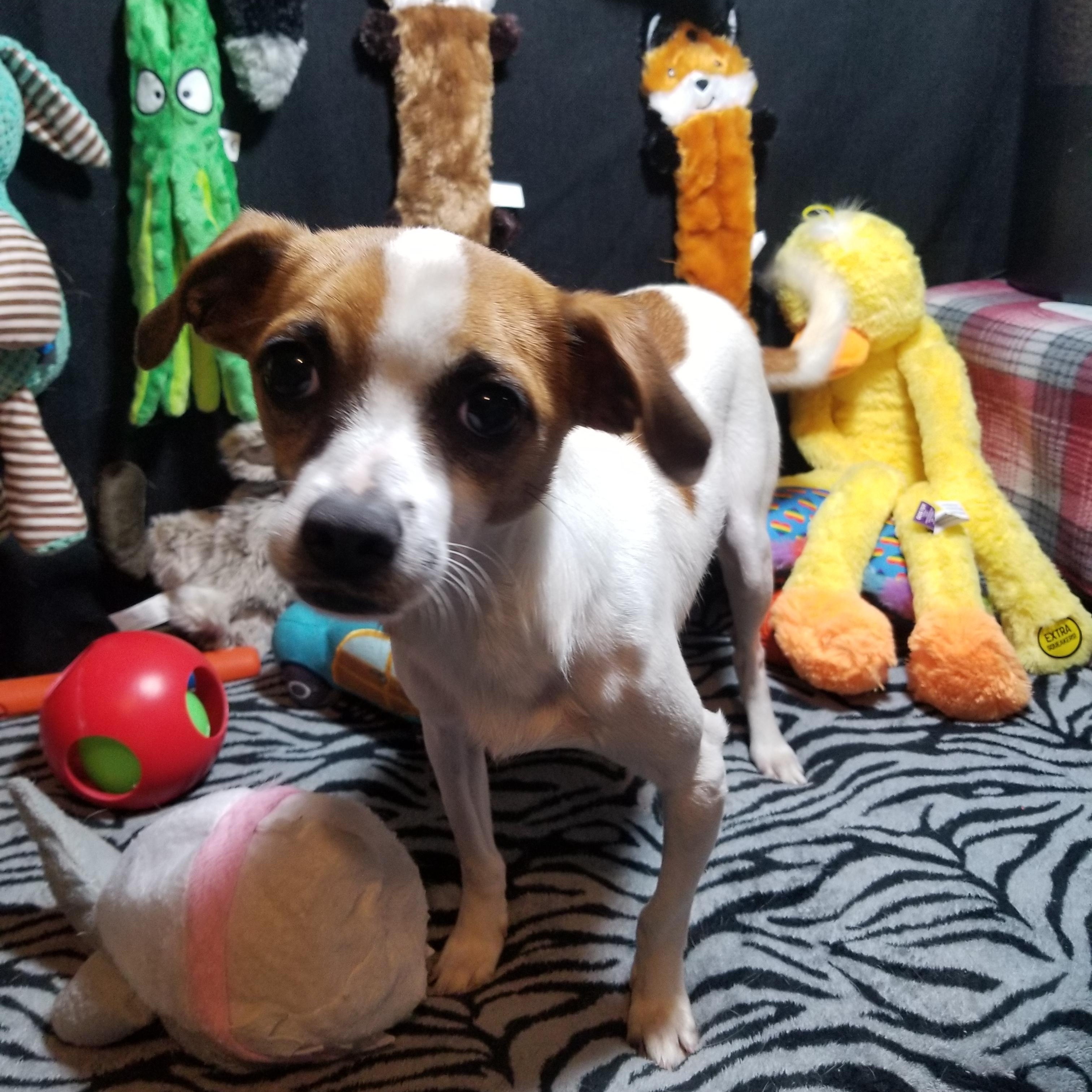 Usher, a Adoptable mixed breed in Fort Wayne, IN image 3/6