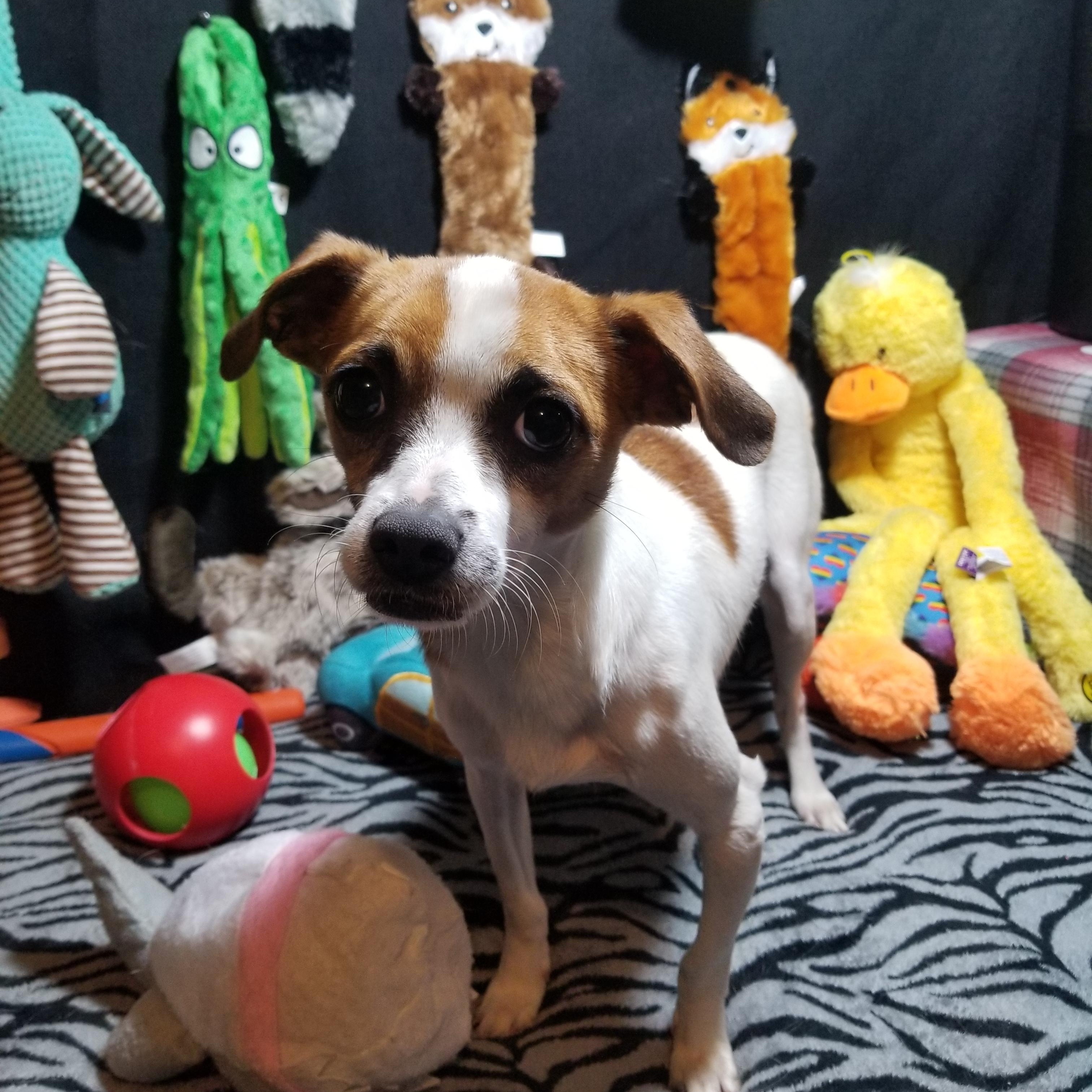 Usher, a Adoptable mixed breed in Fort Wayne, IN image 4/6